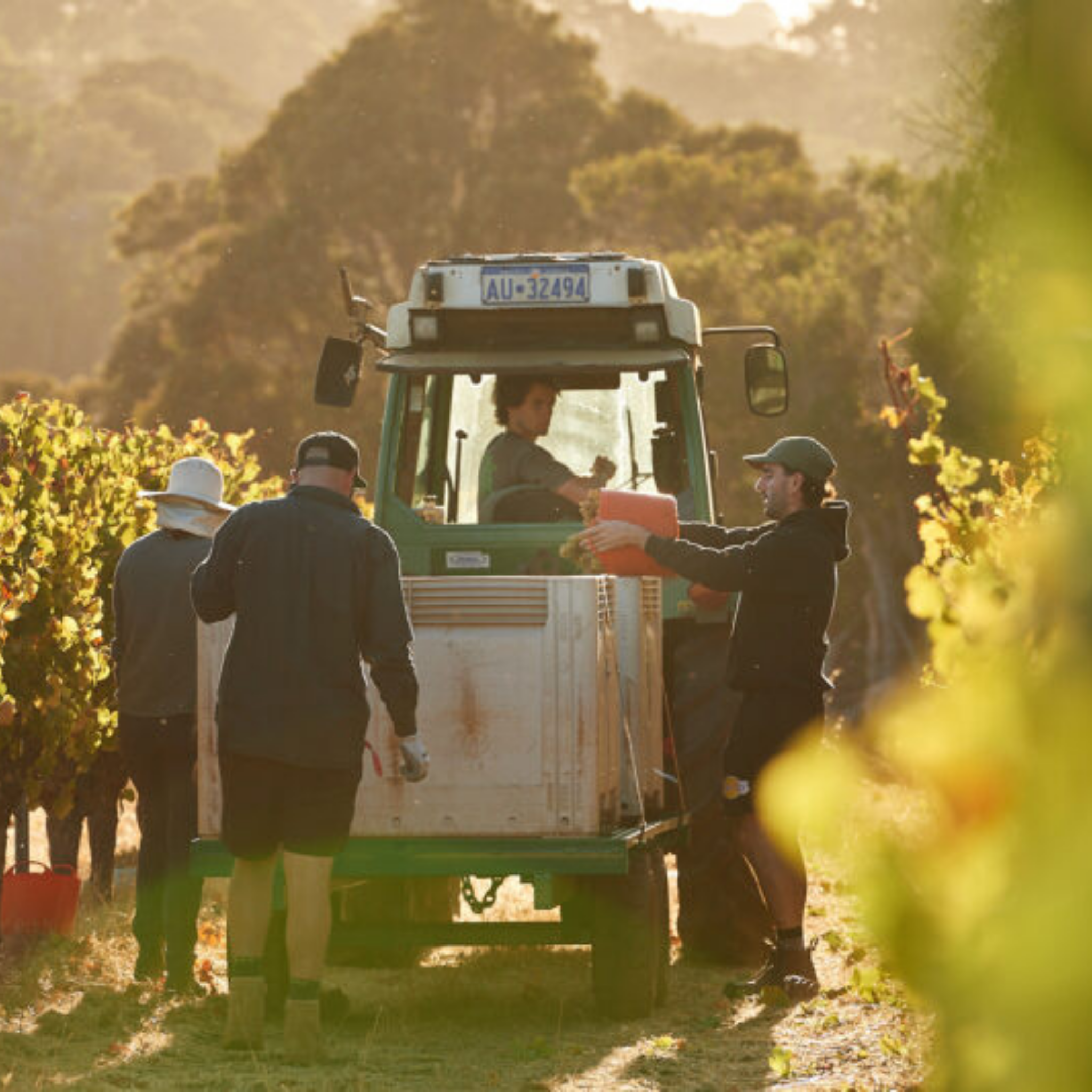 Moss Wood Ribbon Vale Chardonnay 2025