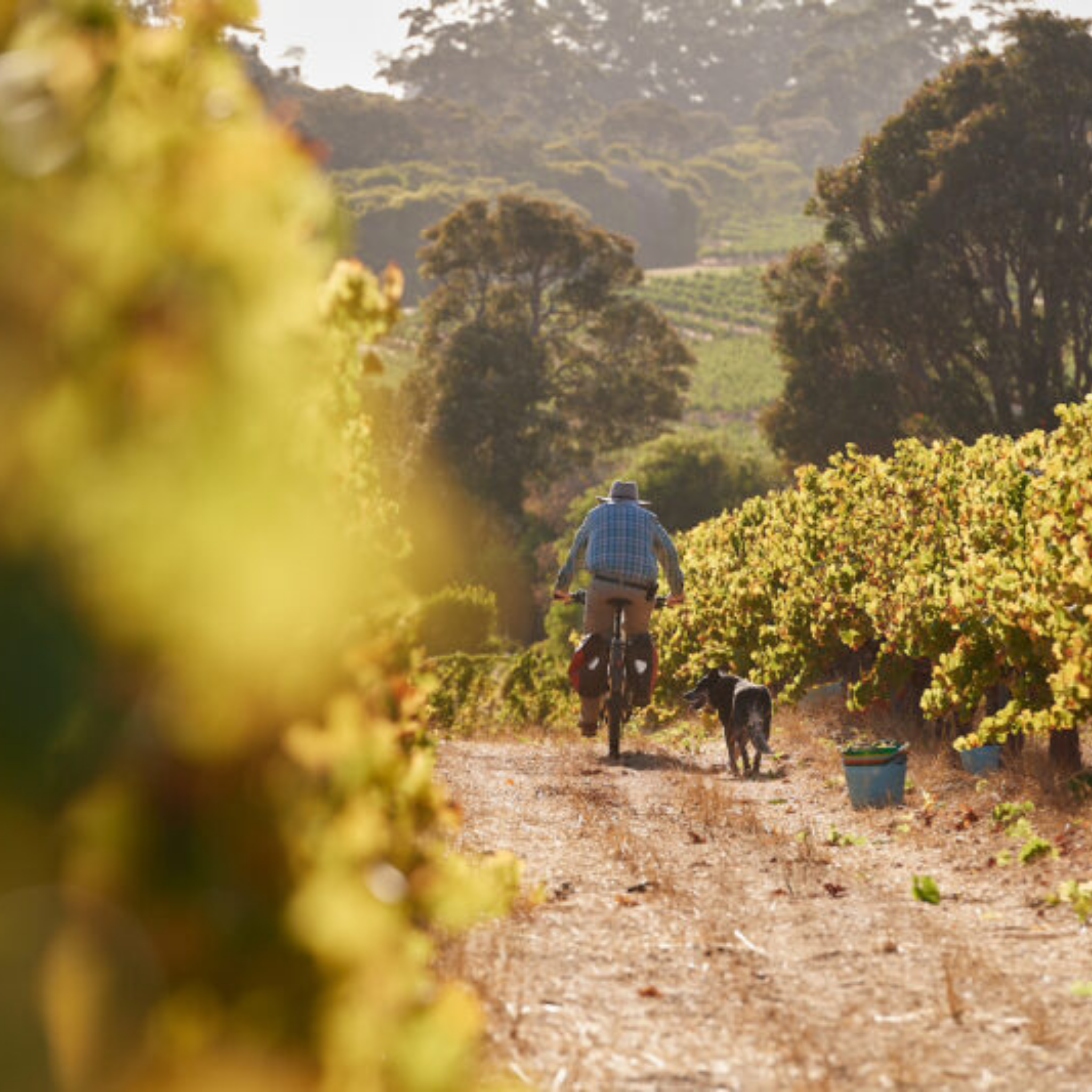Moss Wood Ribbon Vale Chardonnay 2025