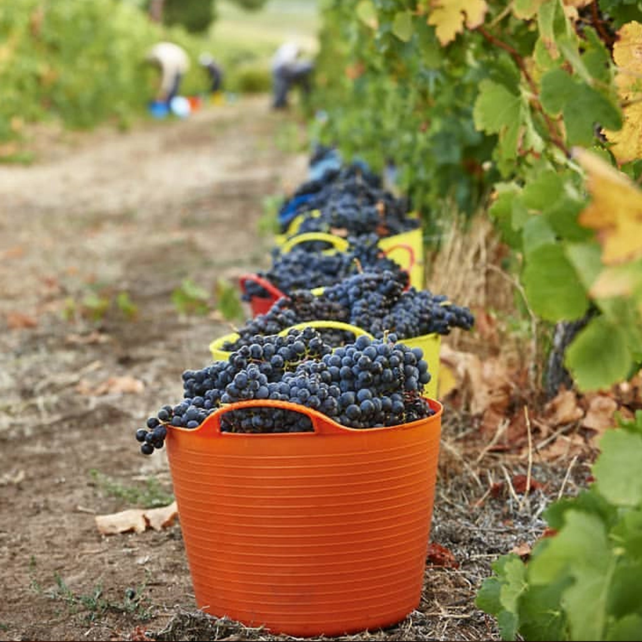 Moss Wood Pinot Noir 2022