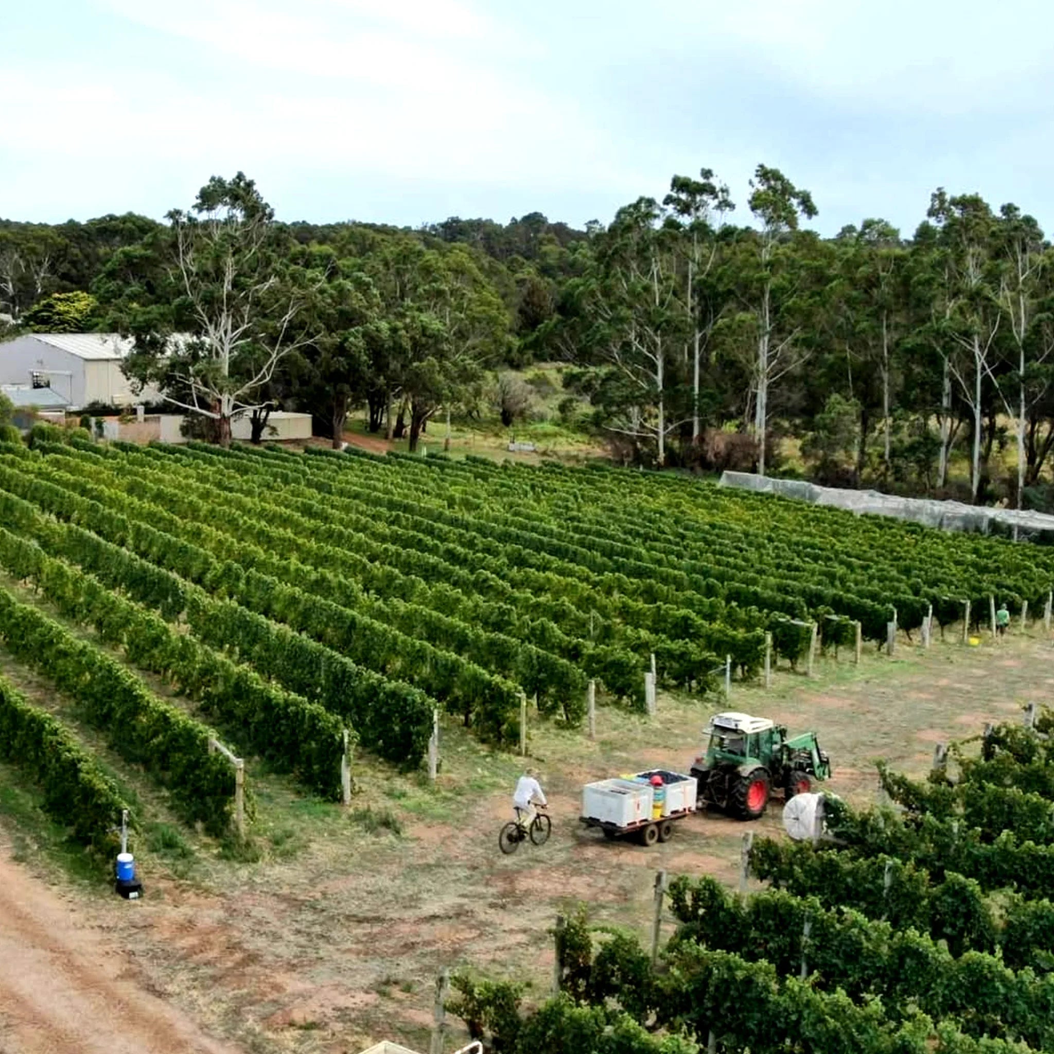Moss Wood Cabernet Sauvignon 2023