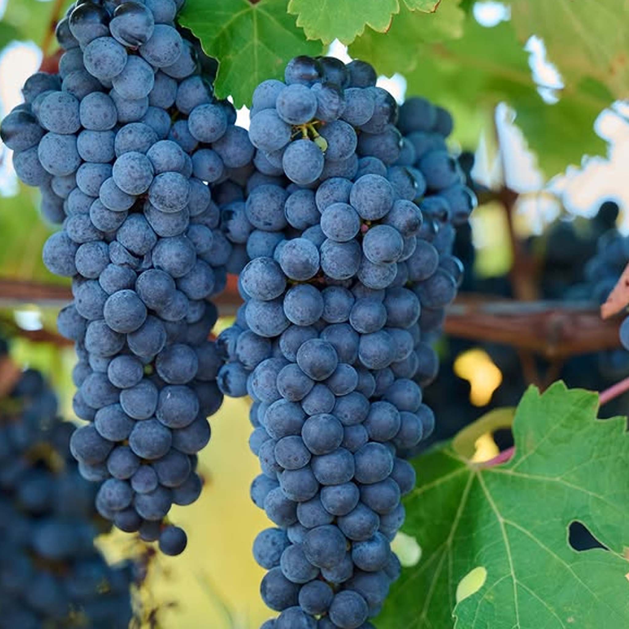 Moss Wood Pinot Noir 2023