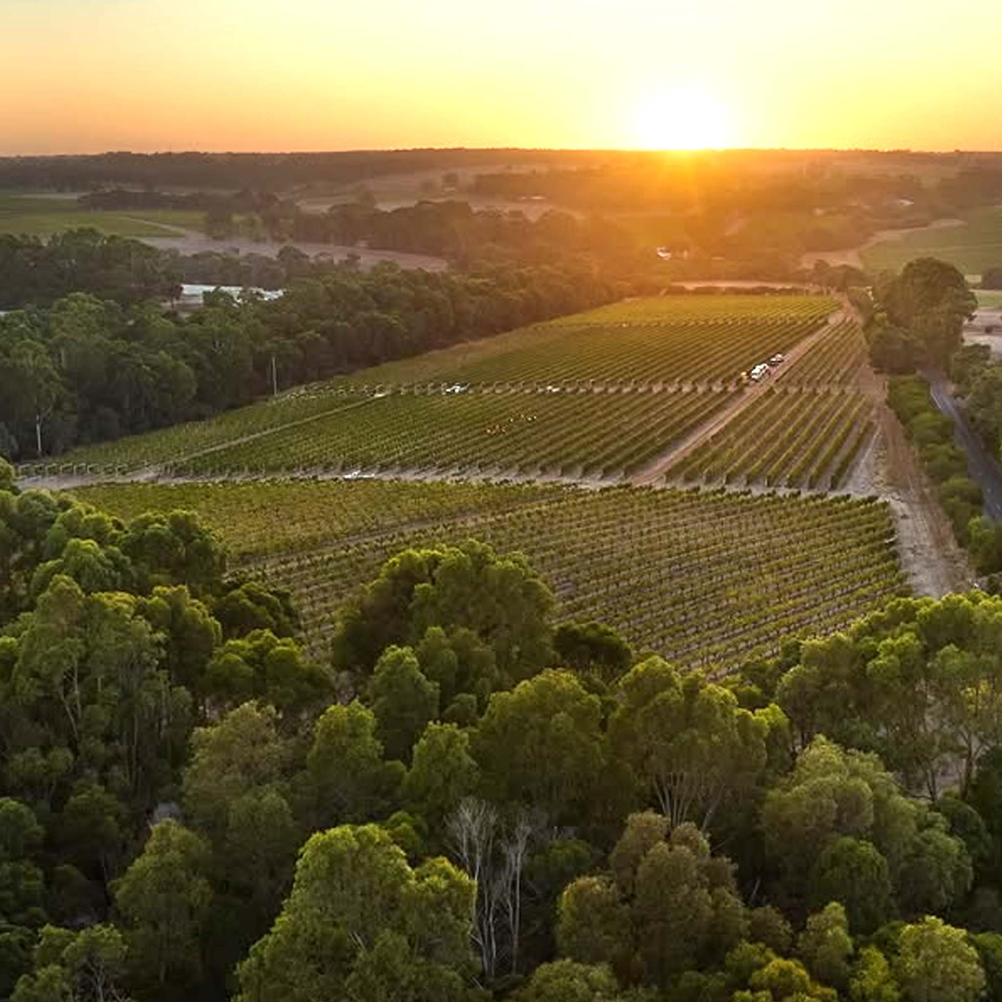 Moss Wood Pinot Noir 2023