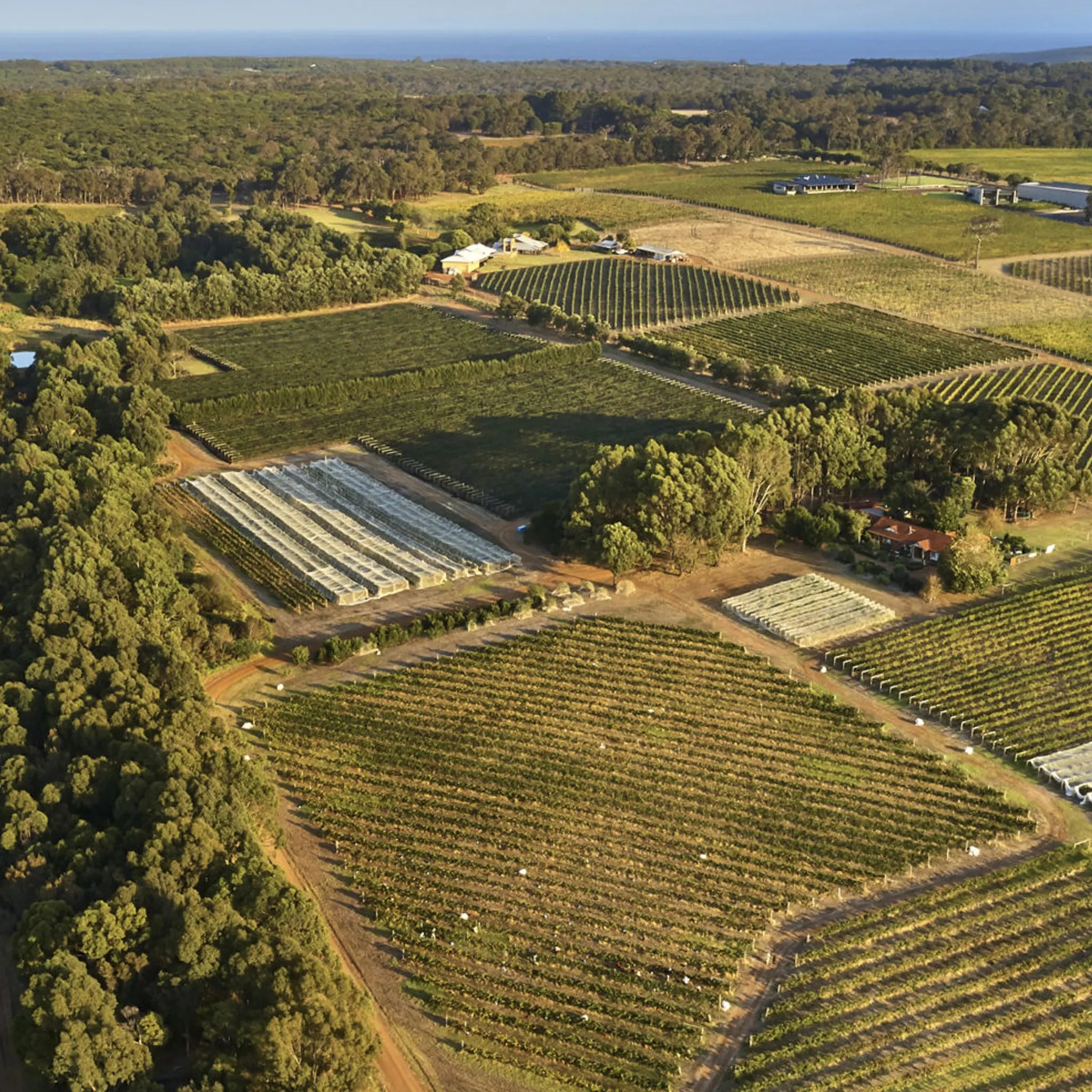 The Vineyard | Moss Wood