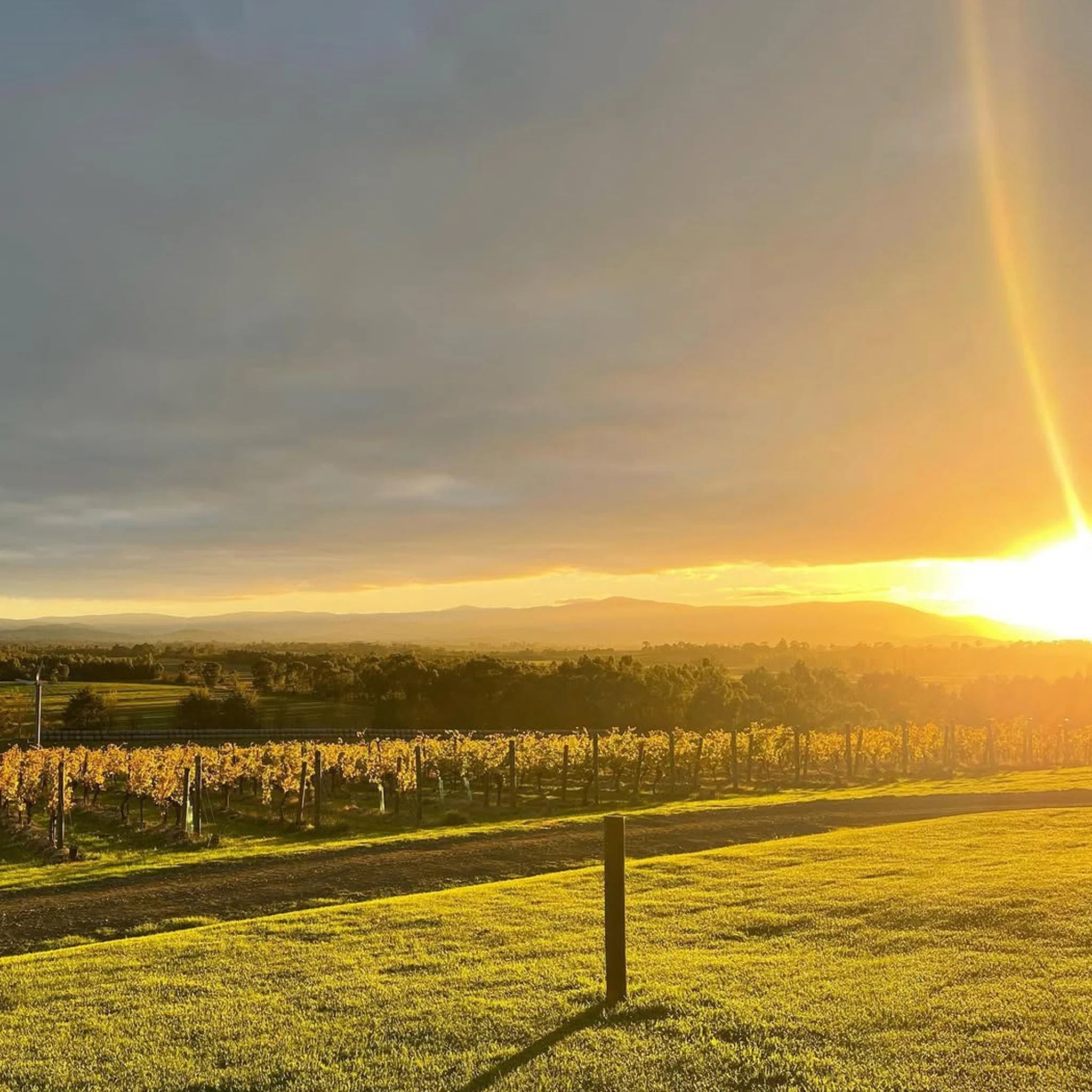 Mount Mary Reflexion Chardonnay 2024