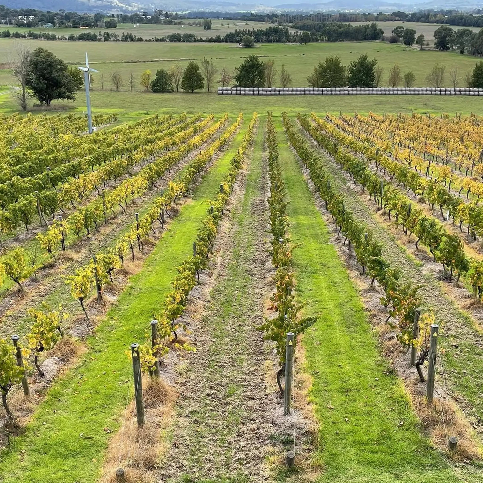 Mount Mary Reflexion Chardonnay 2024