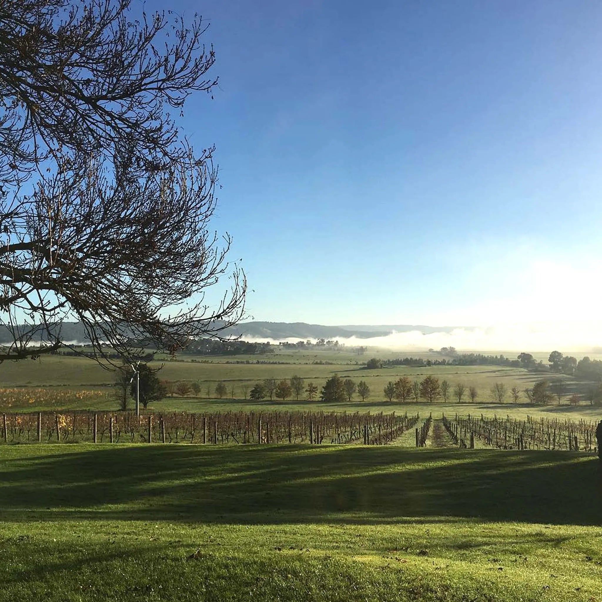 Mount Mary Reflexion Chardonnay 2024