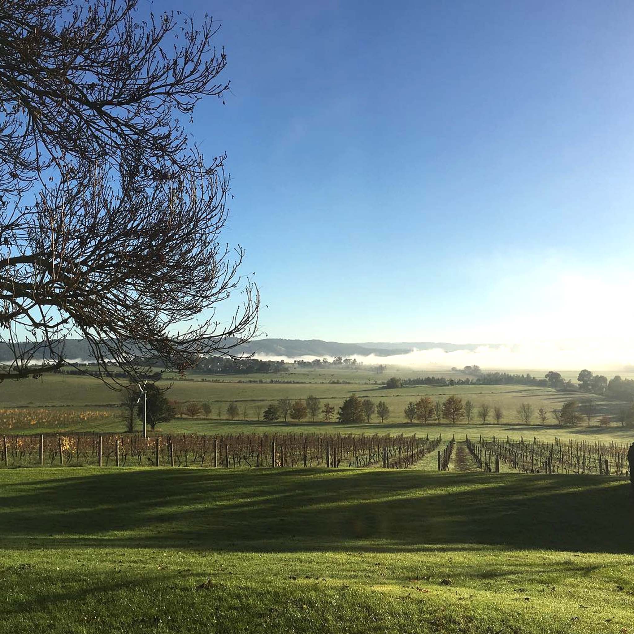 Mount Mary Pinot Noir 2023