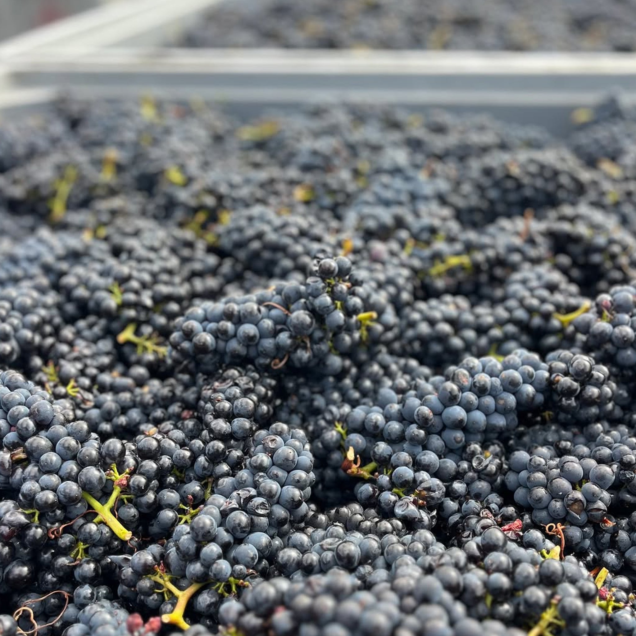 Mt. Difficulty Bannockburn Pinot Noir 2024