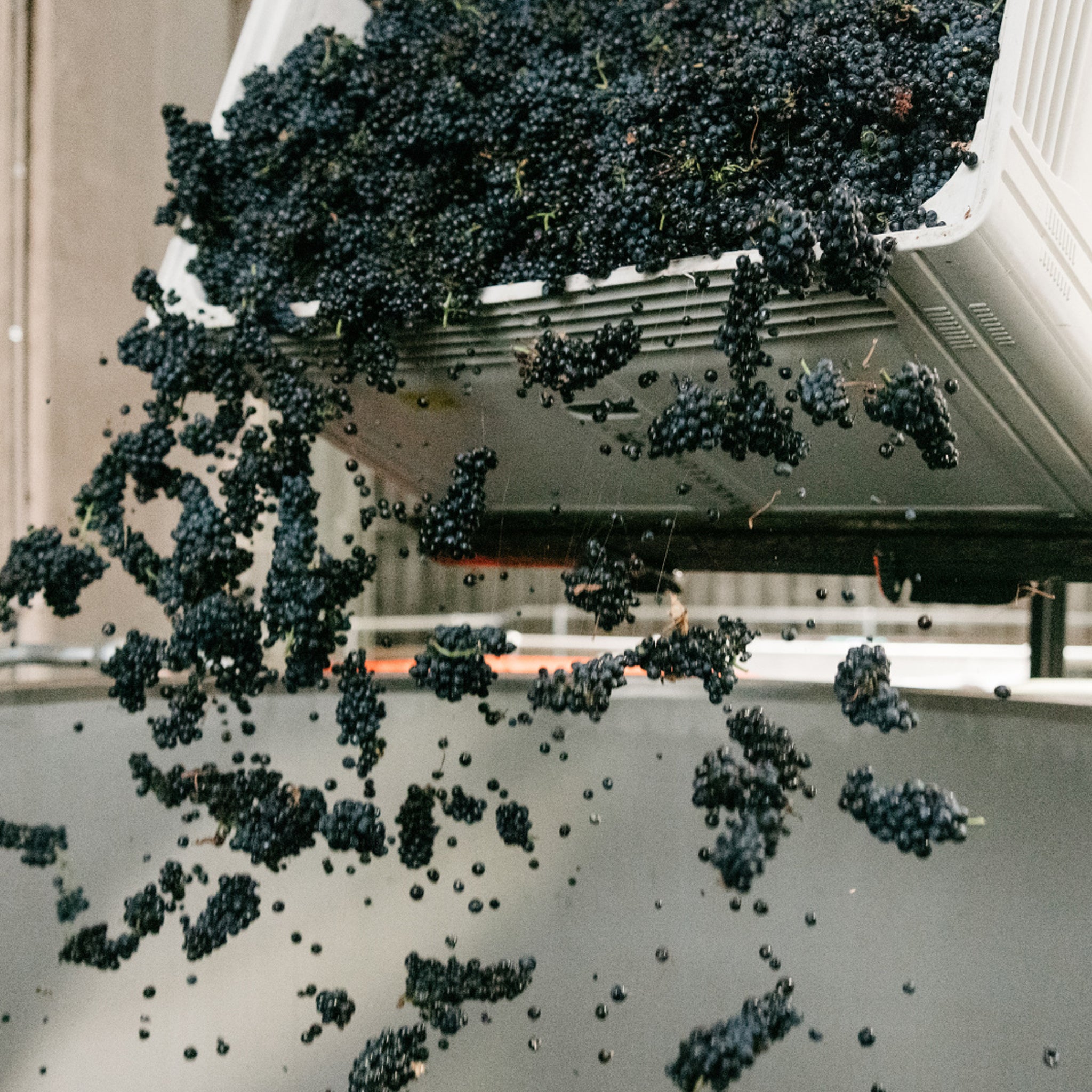 Oakridge Yarra Valley Pinot Noir 2024