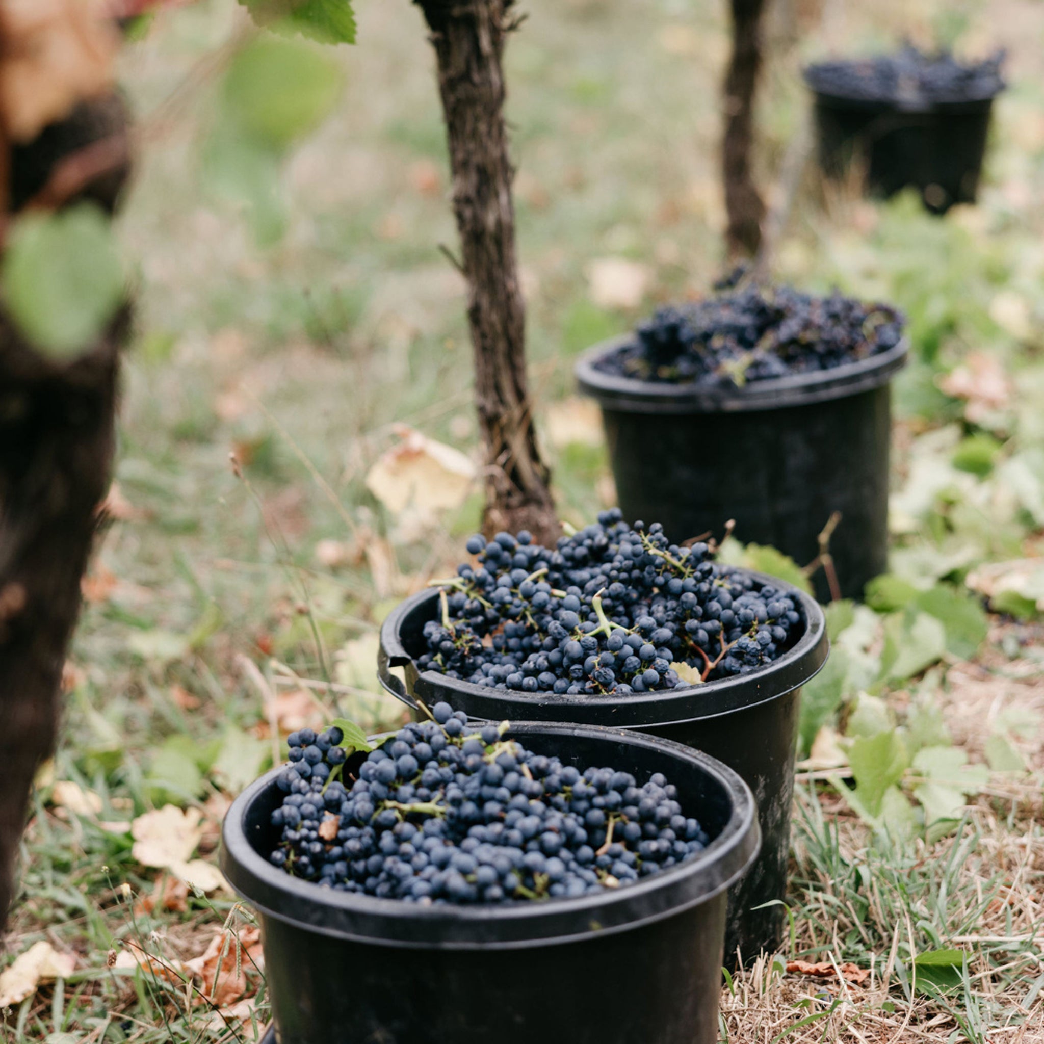 Oakridge Yarra Valley Pinot Noir 2024