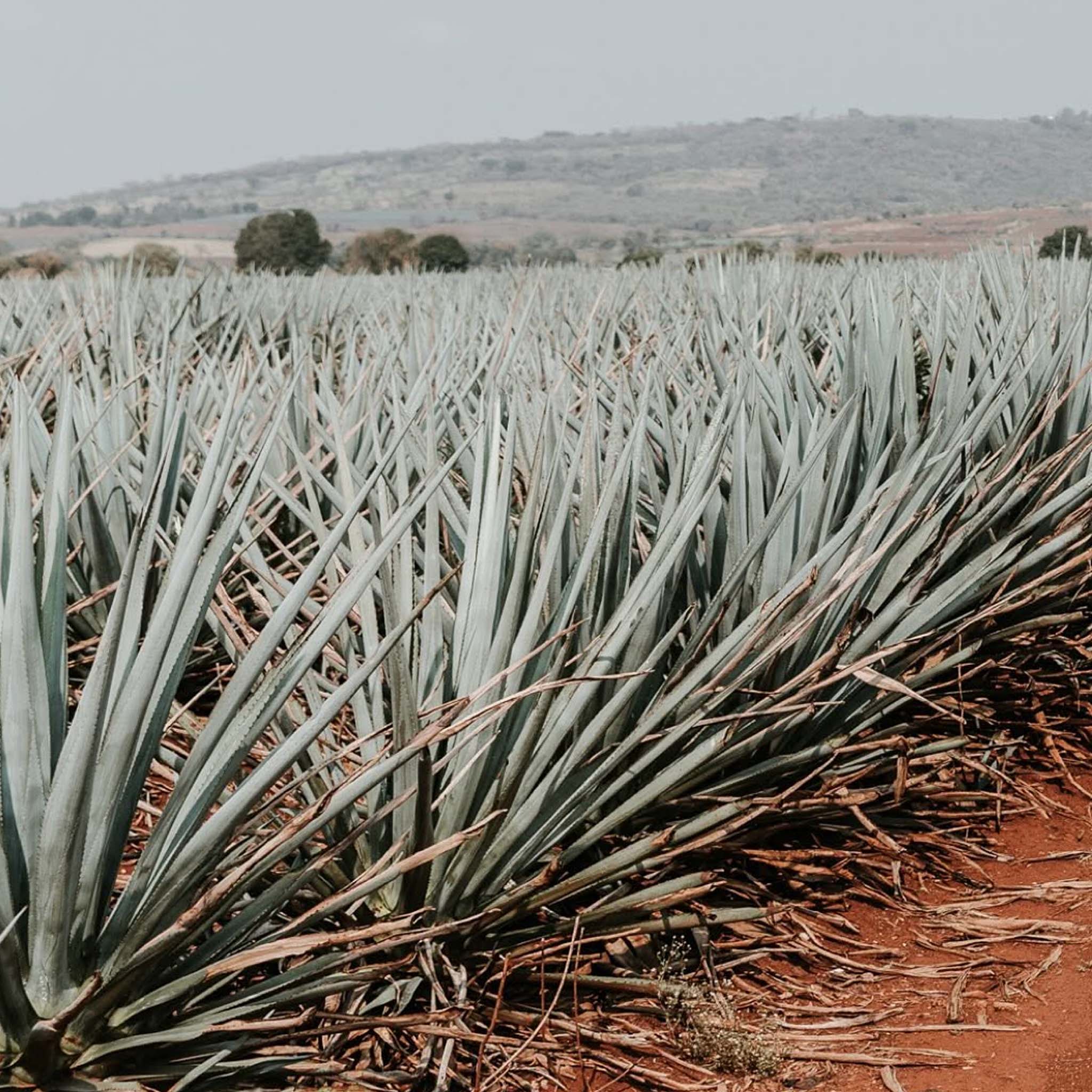 Patrón Silver Tequila 1.75L