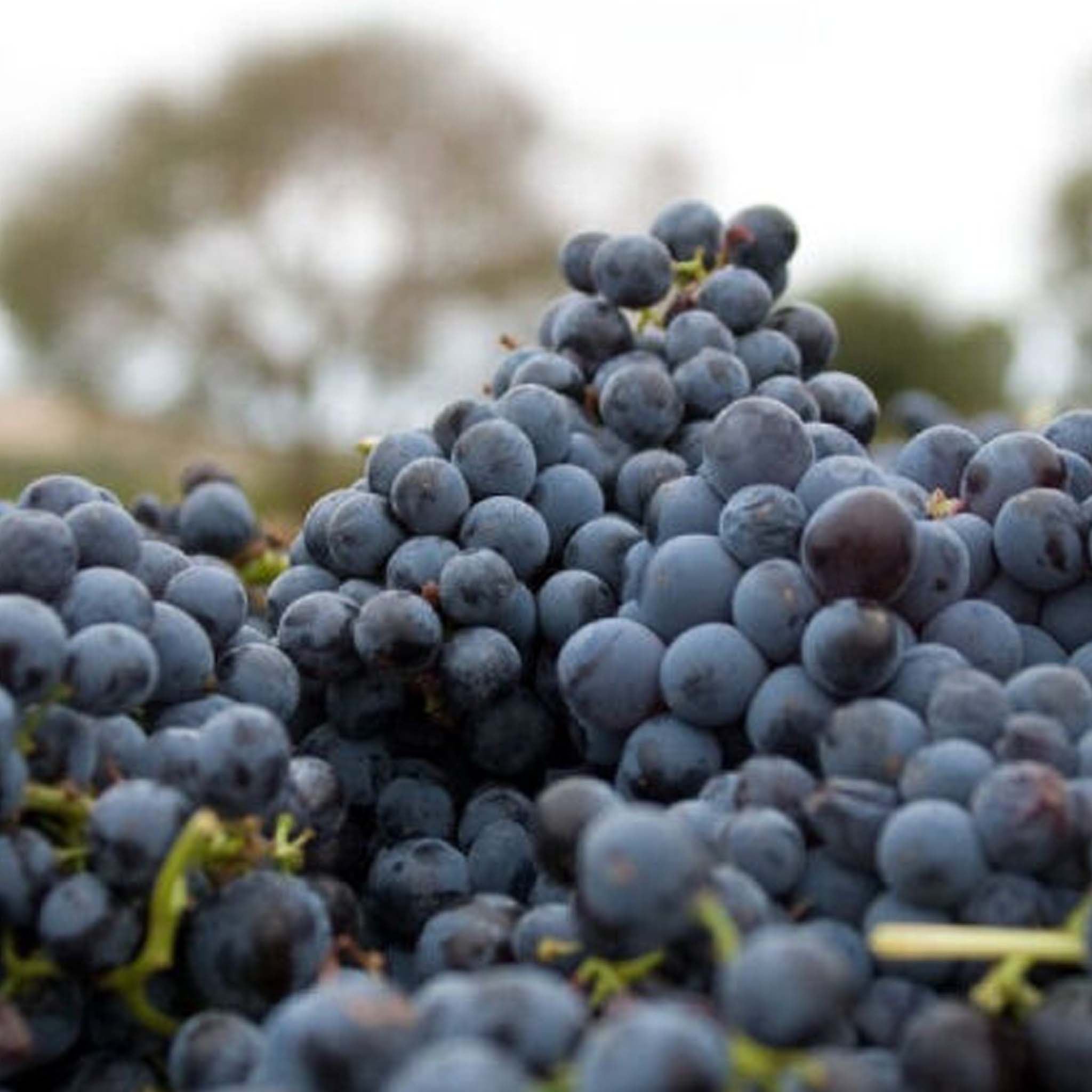 Penfolds Bin 28 Shiraz 2023