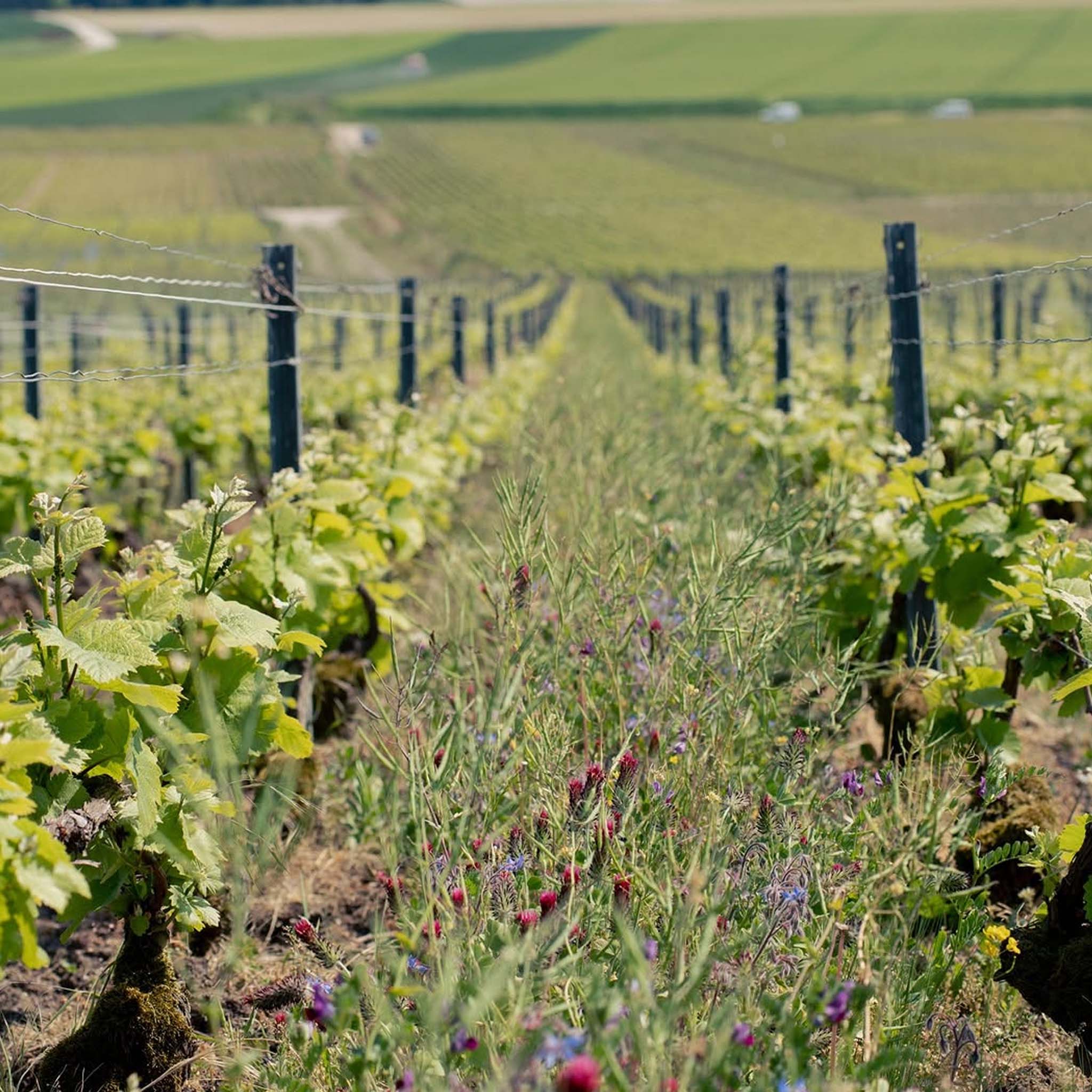 Perrier-Jouët Grand Brut NV
