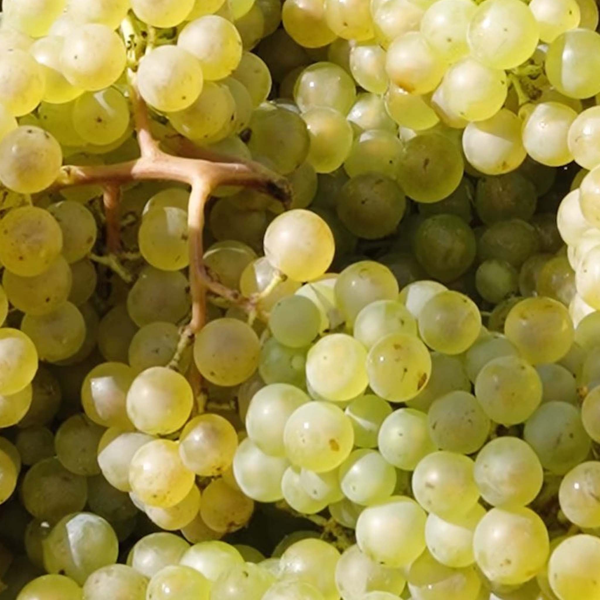 Perrier-Jouët Grand Brut NV