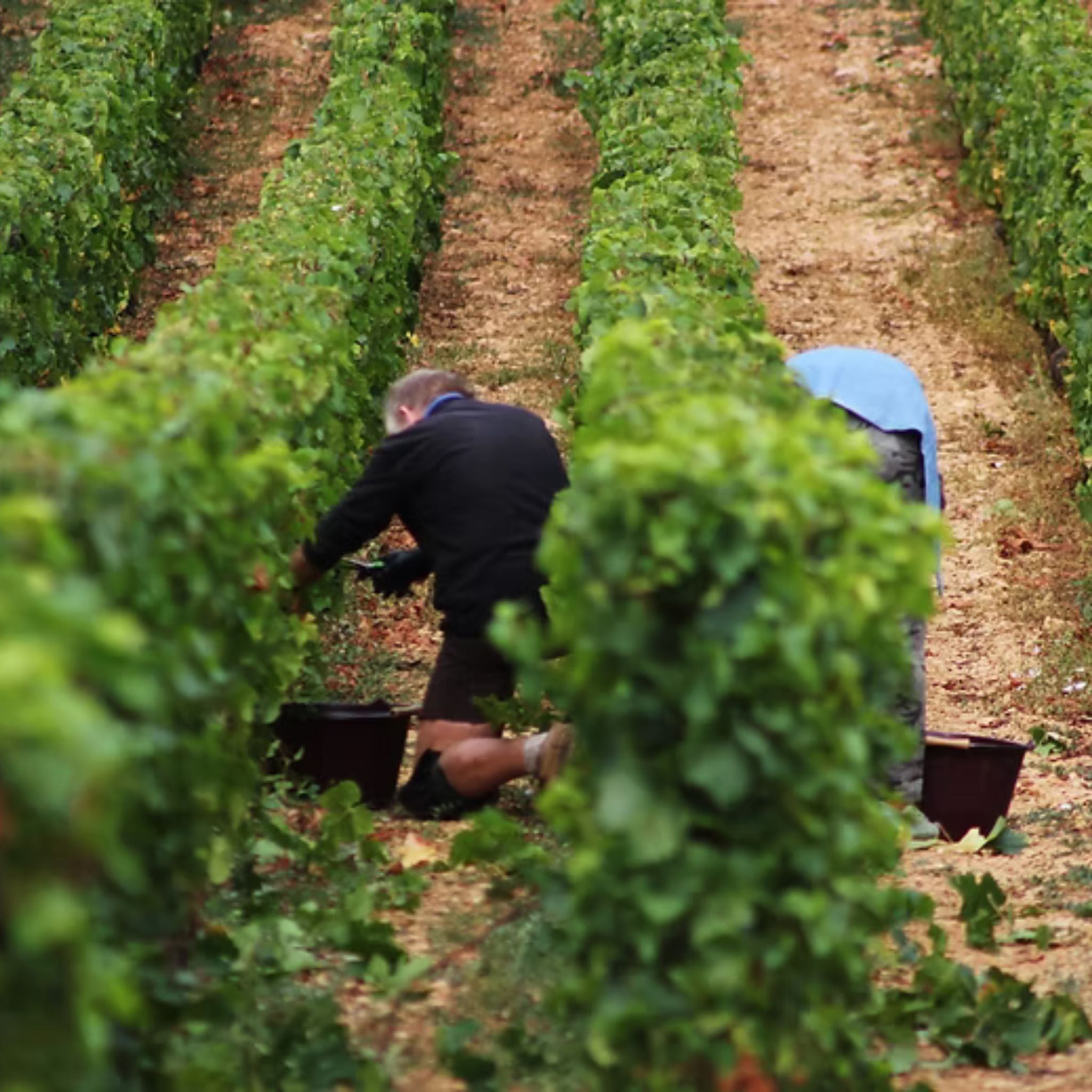 Pierre-Yves Colin-Morey Saint Aubin 1er Cru La Chateniere 2023