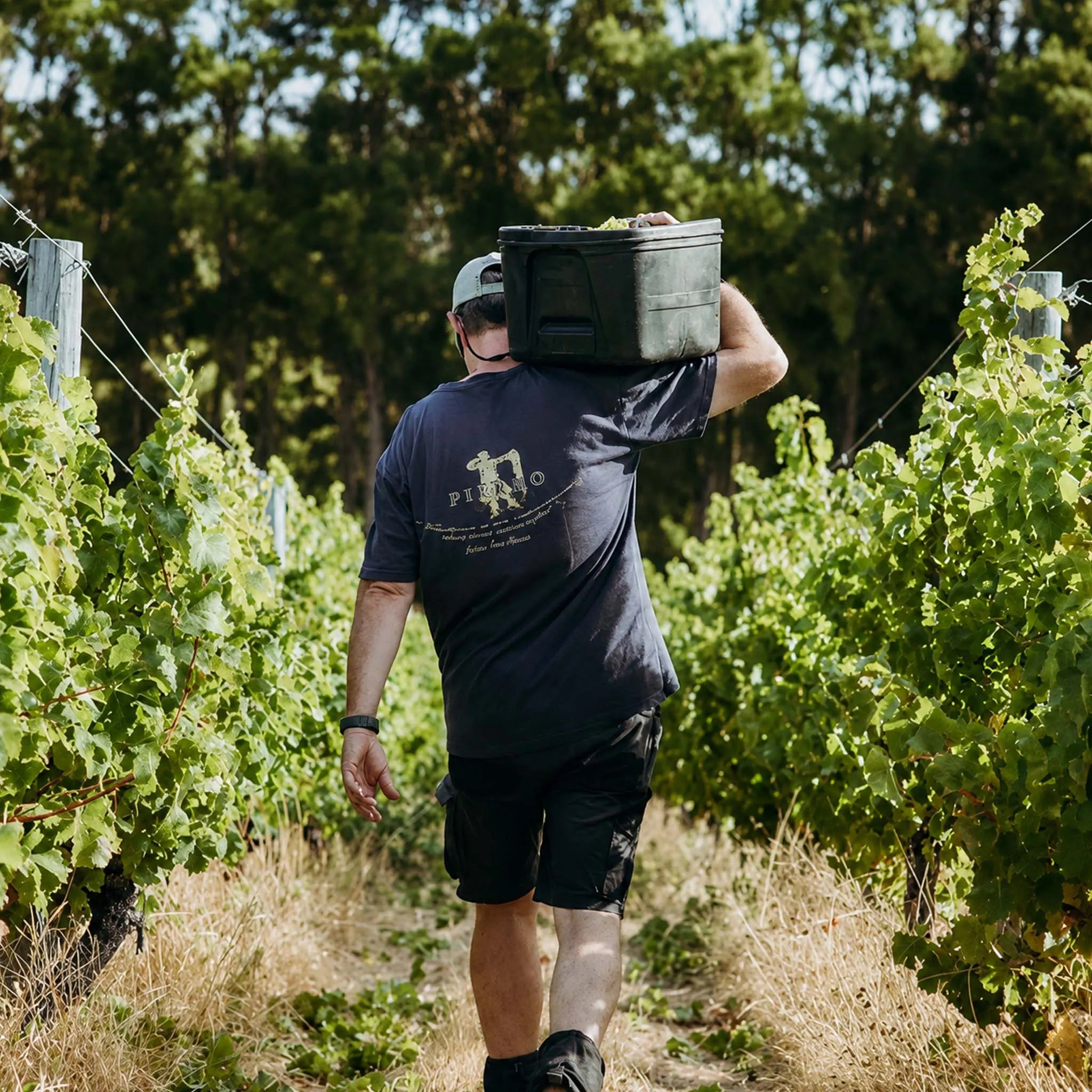 Pierro VR Cabernet Sauvignon 2021