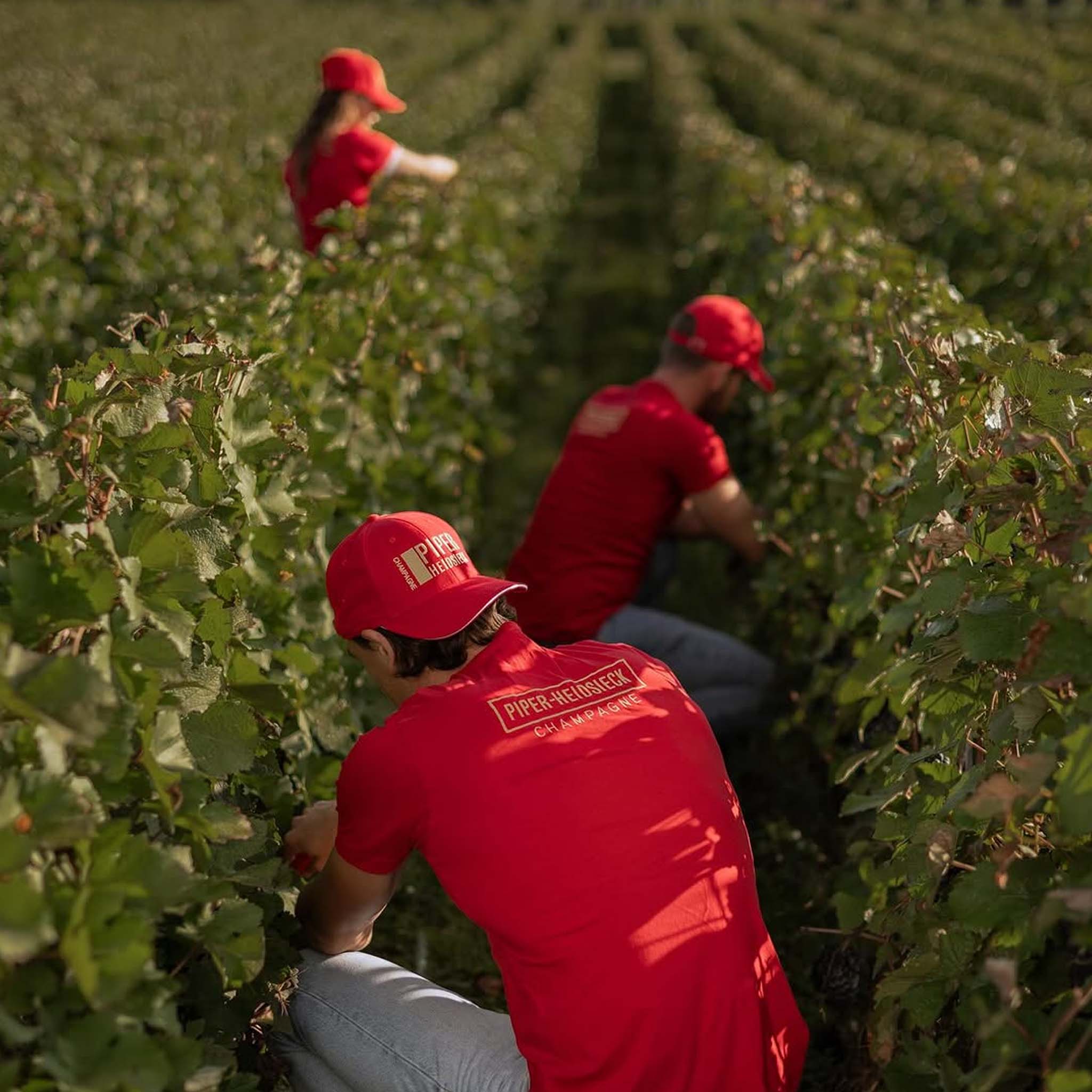 Philosophy | Piper Heidsieck
