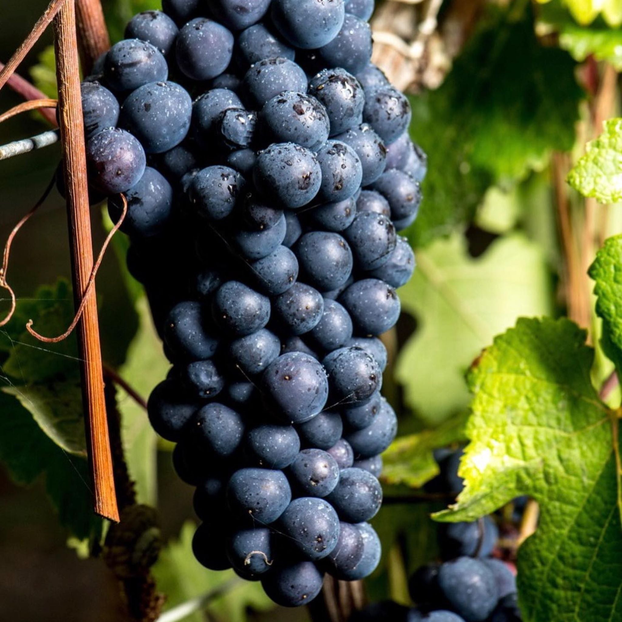 Pol Roger Rich Demi-Sec NV