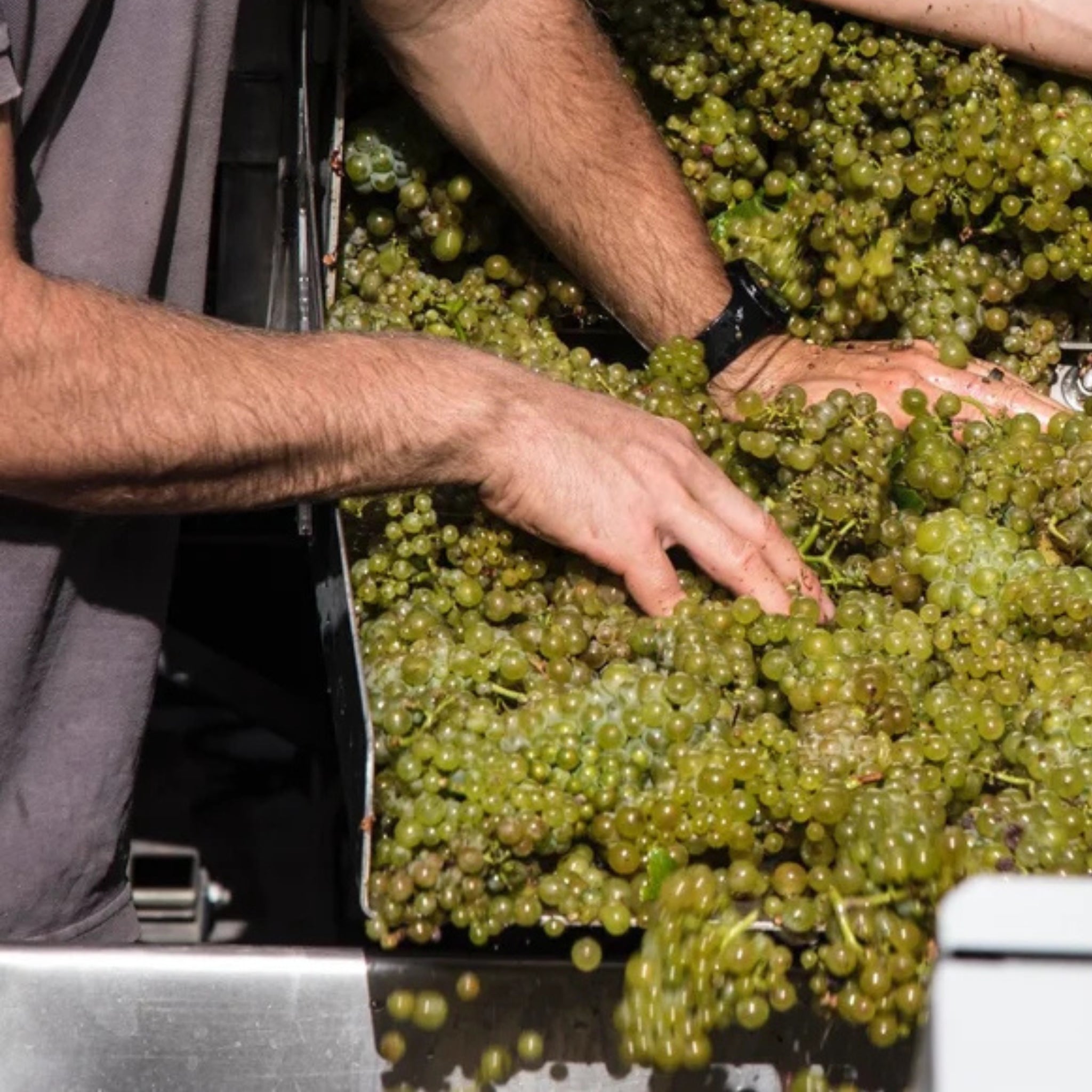 Domaine Francois Raveneau Butteaux Premier Cru Chablis 2023