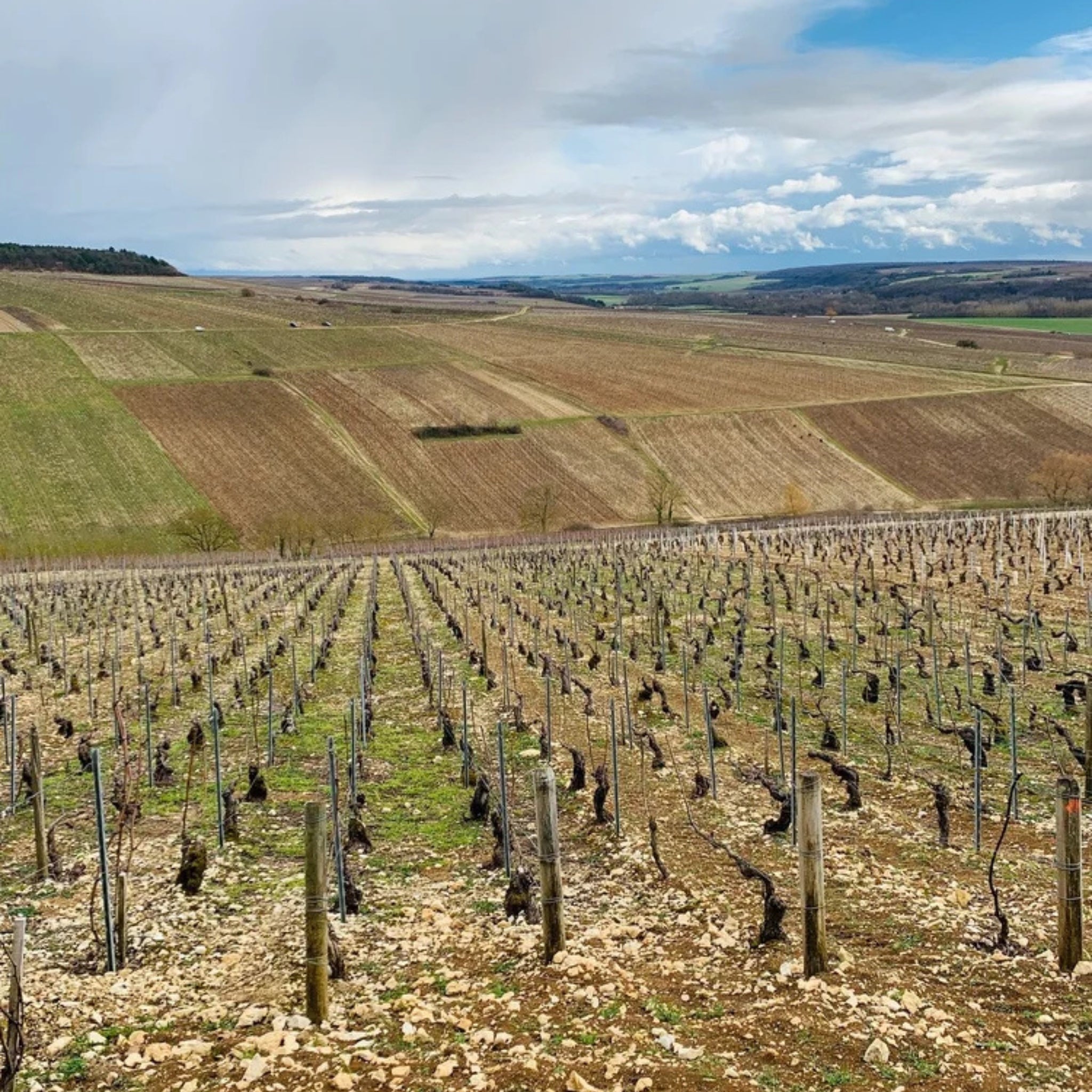 Domaine Francois Raveneau Butteaux Premier Cru Chablis 2023