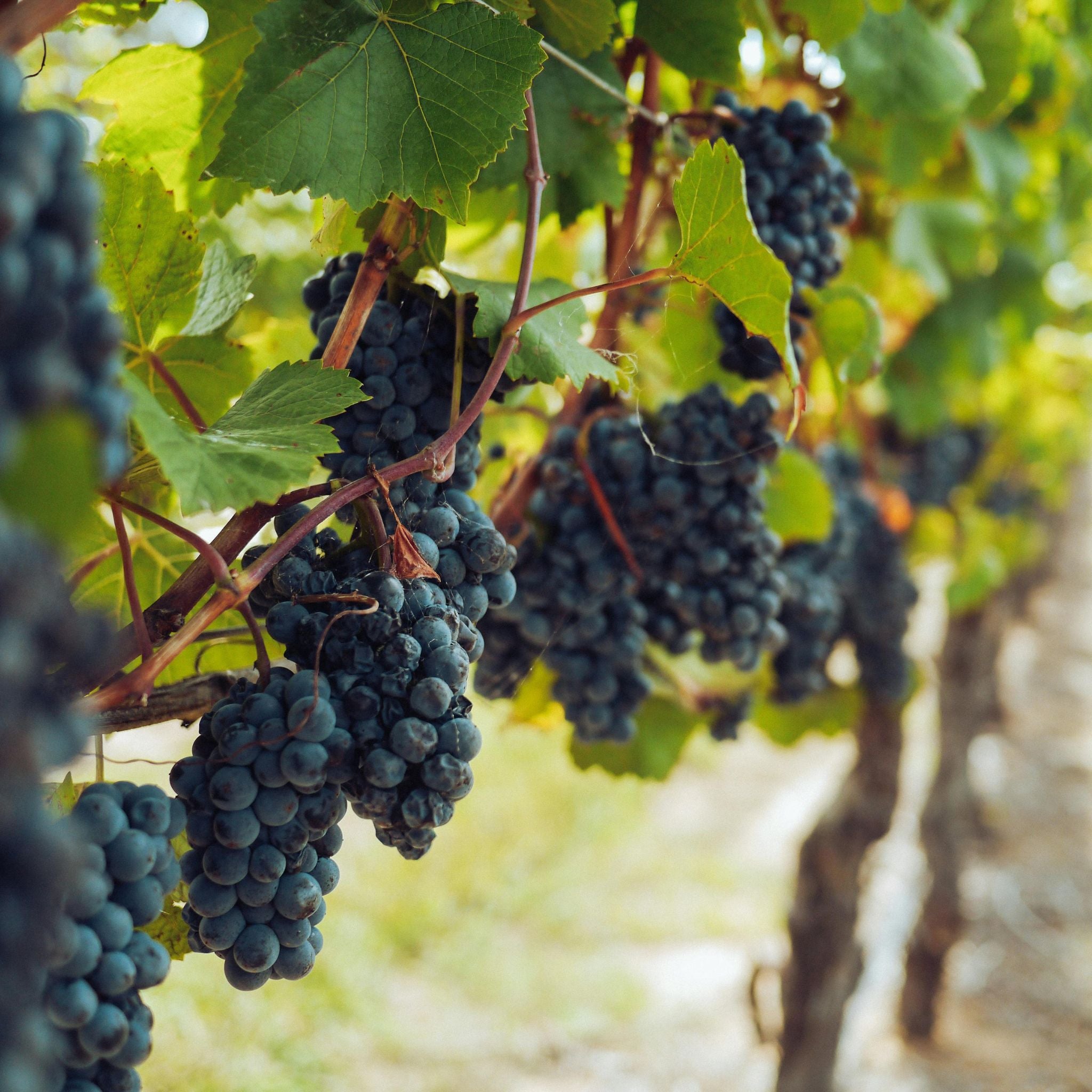 Domaine Dujac Morey Saint Denis 1er Cru Rouge 2023