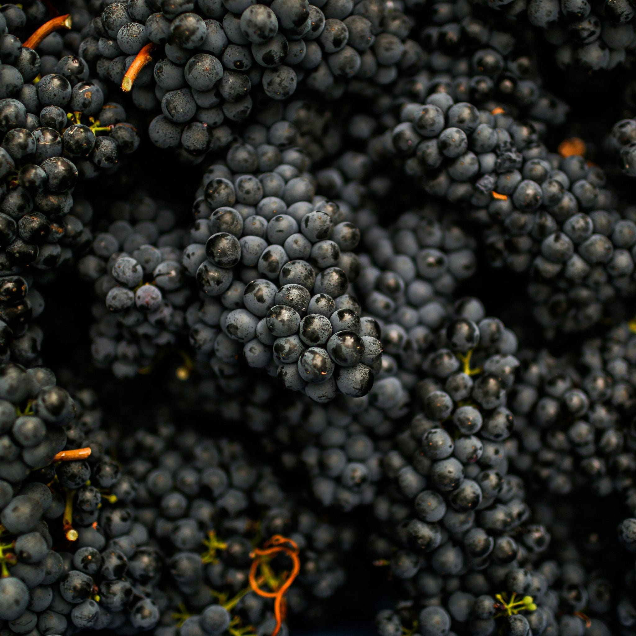 Domaine Dujac Vosne Romanée 1er Cru 'Les Malconsorts' 2023