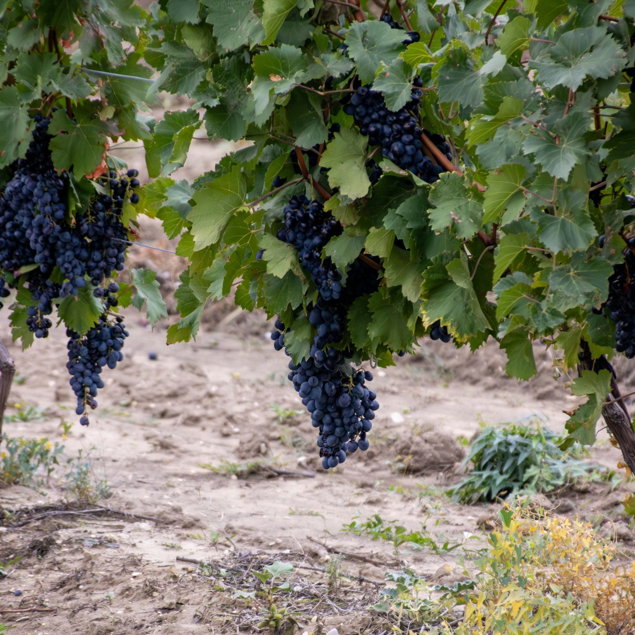 Domaine Daniel Bouland Côte de Brouilly Cuvée Mélanie 2024