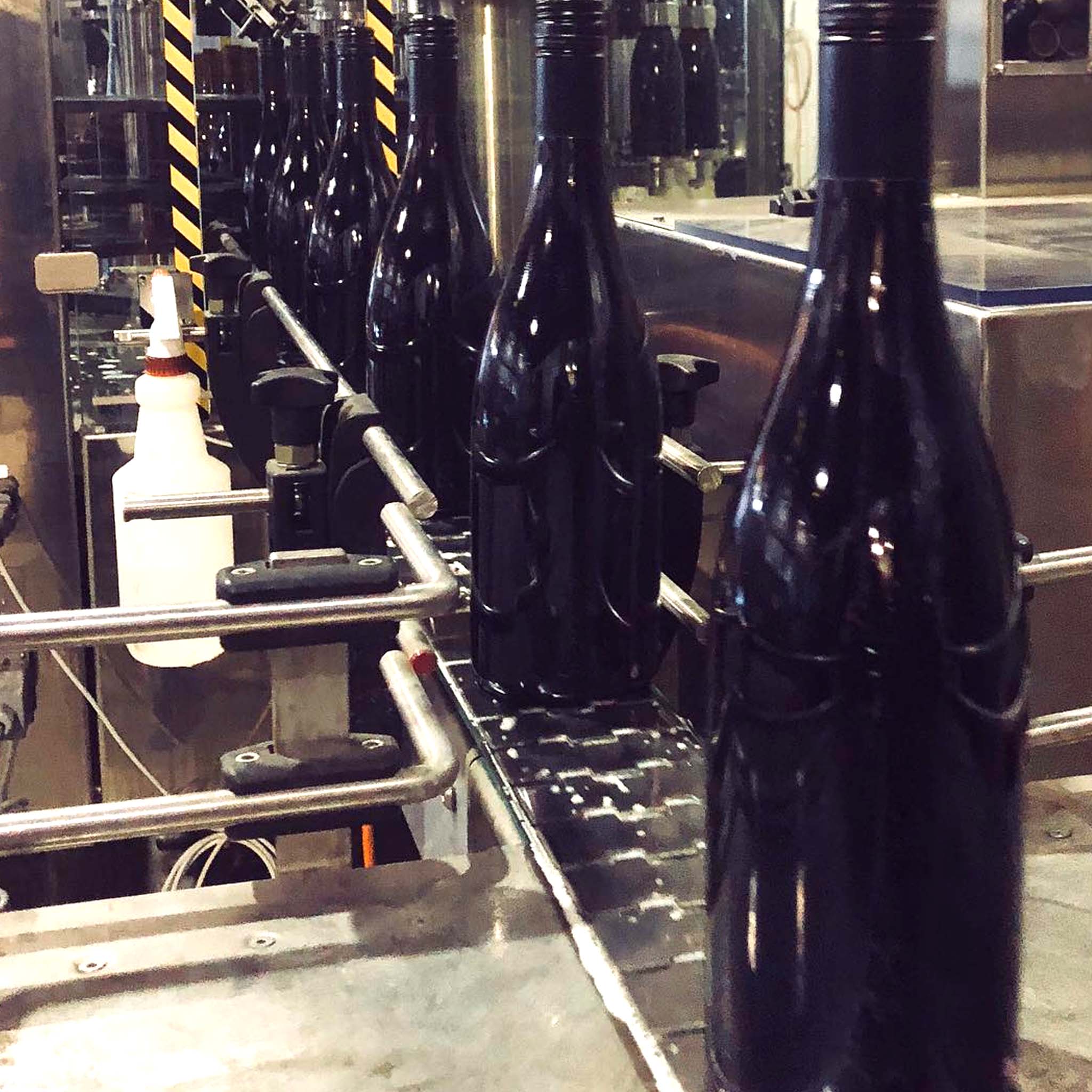 Sailor Seeks Horse Dijon Clone Pinot Noir 2024