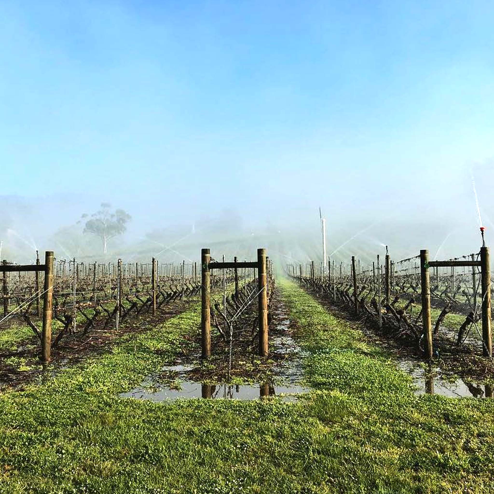 Sailor Seeks Horse Huldufolk Chardonnay 2024