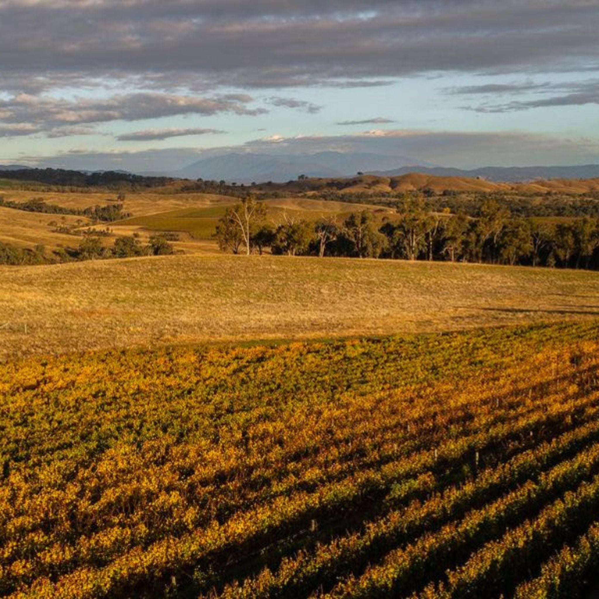 Savaterre Pinot Noir 2024