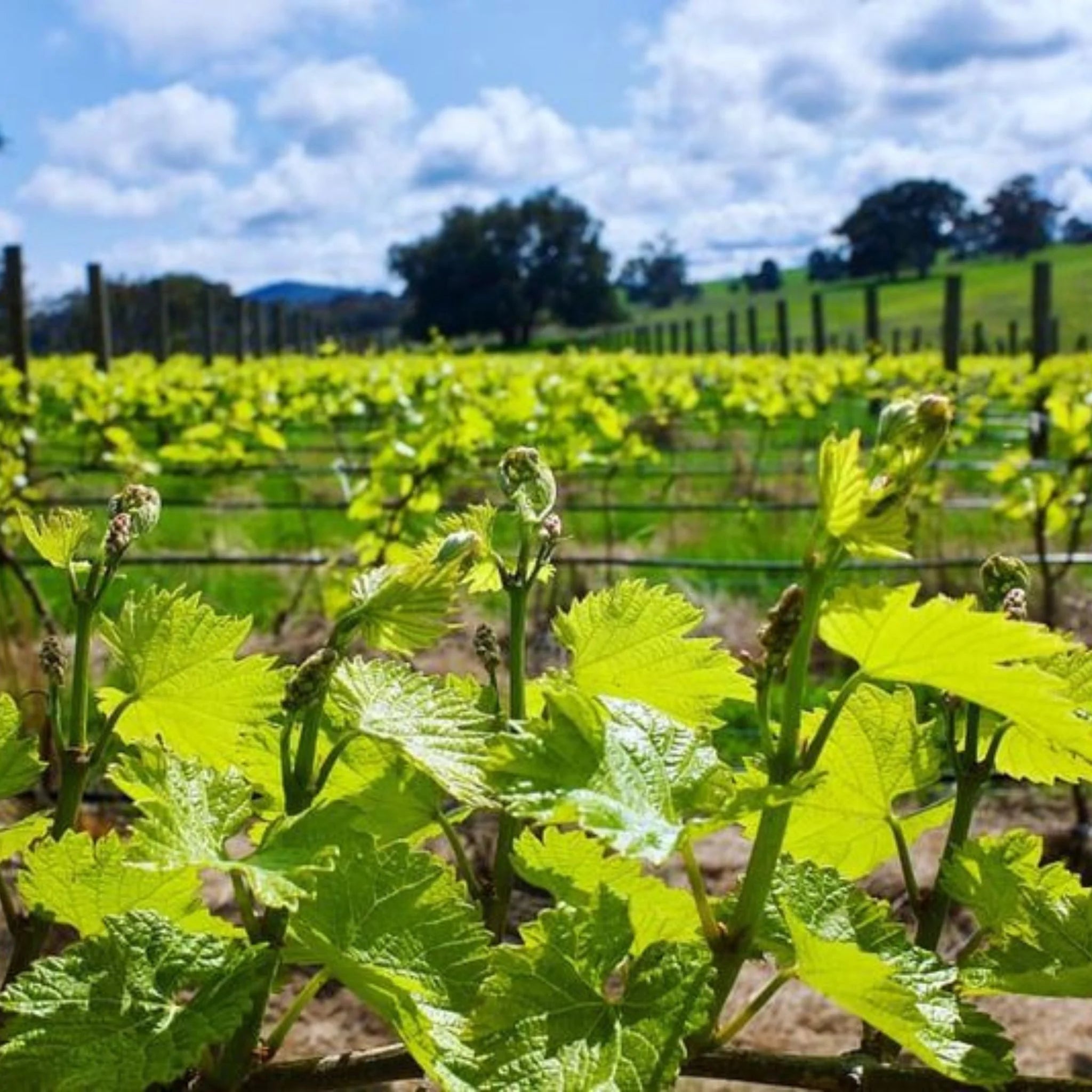 Savaterre Syrah 2022
