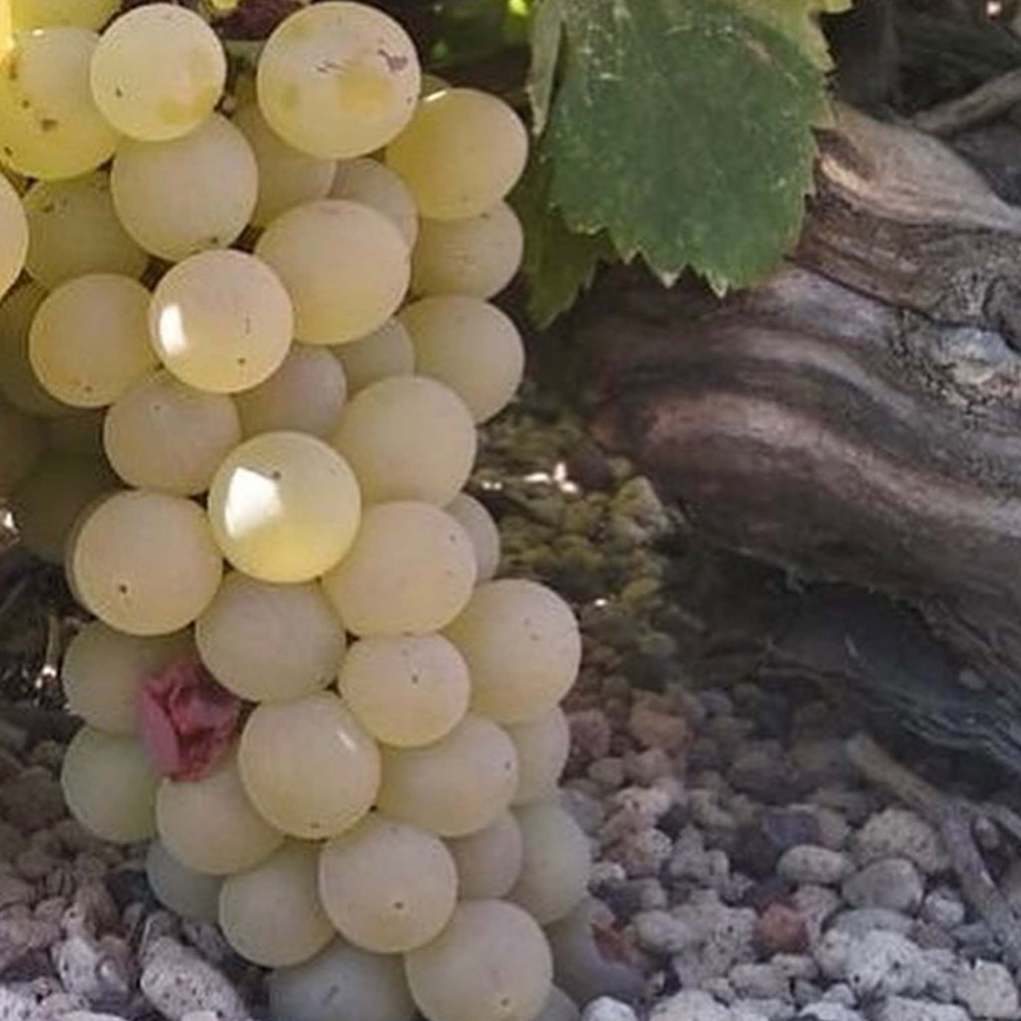 Sigalas Assyrtiko Santorini 2024