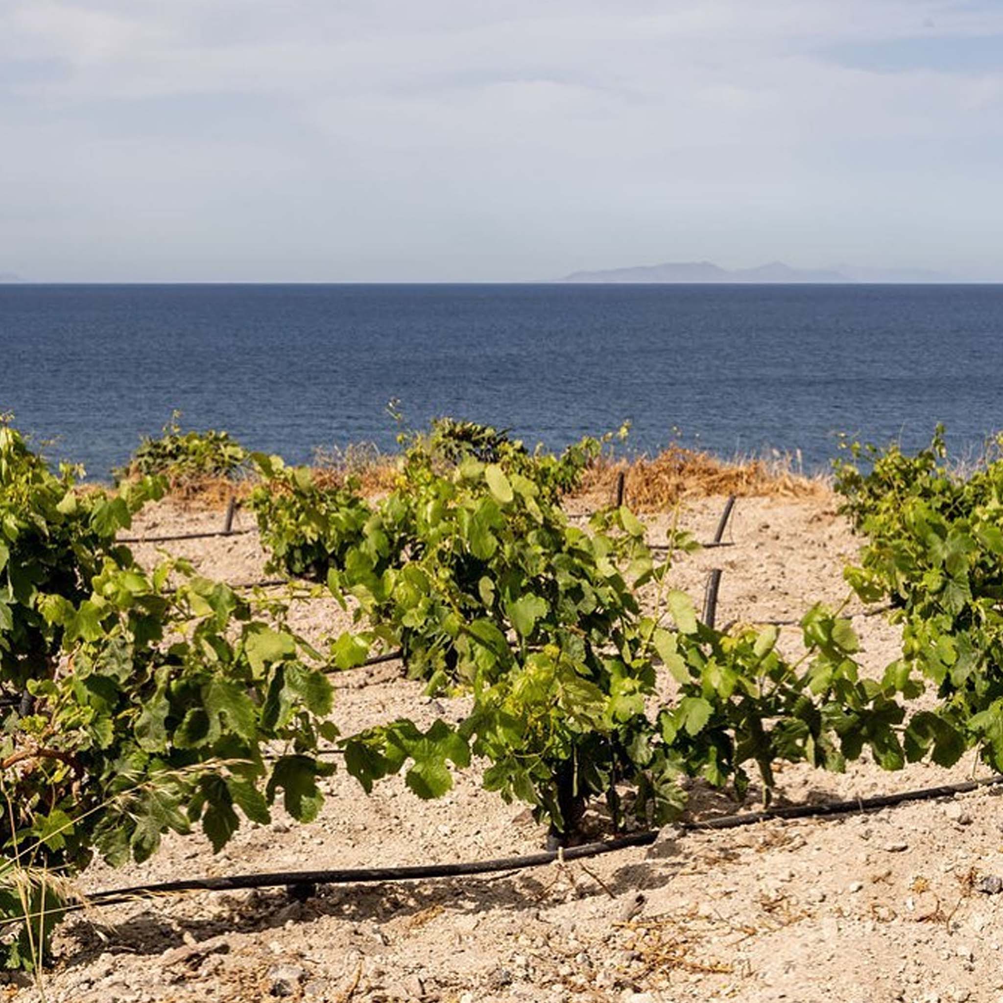 Sigalas Assyrtiko Santorini 2024