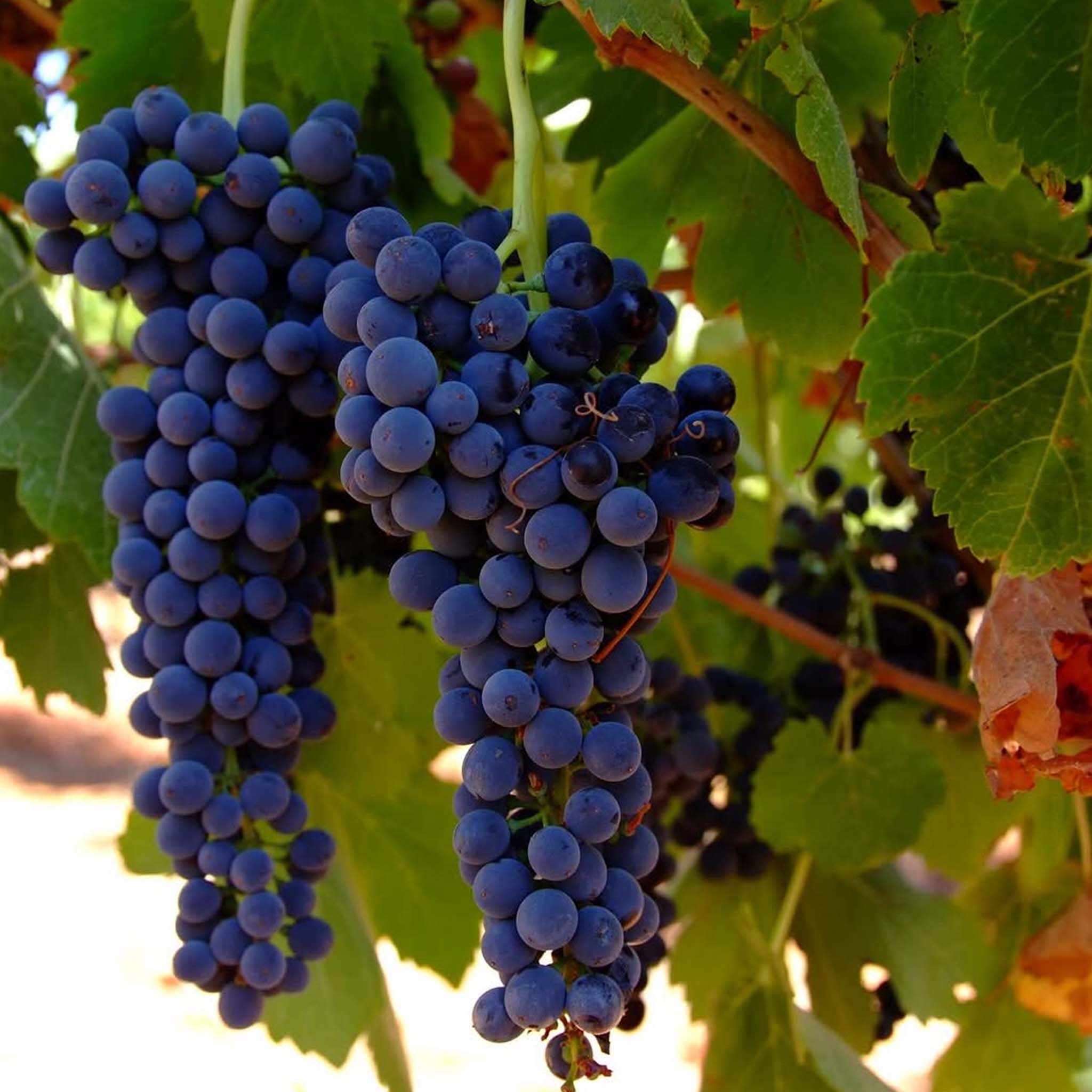 Sons of Eden Marschall Shiraz 2024