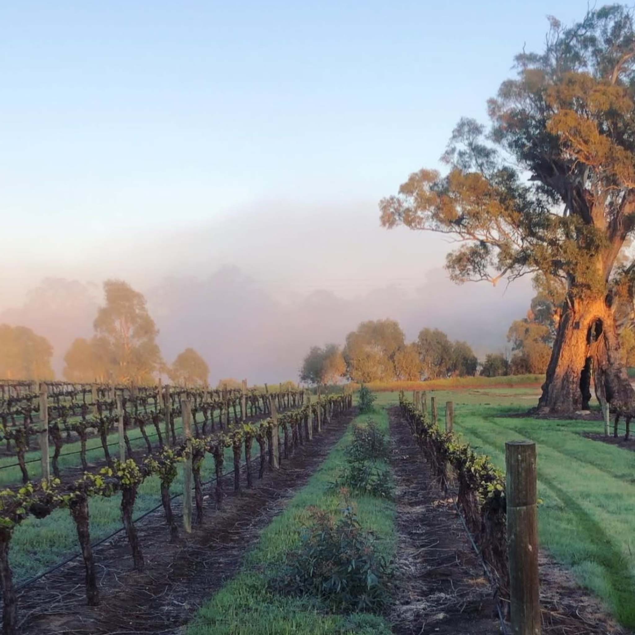 Sons of Eden Marschall Shiraz 2024