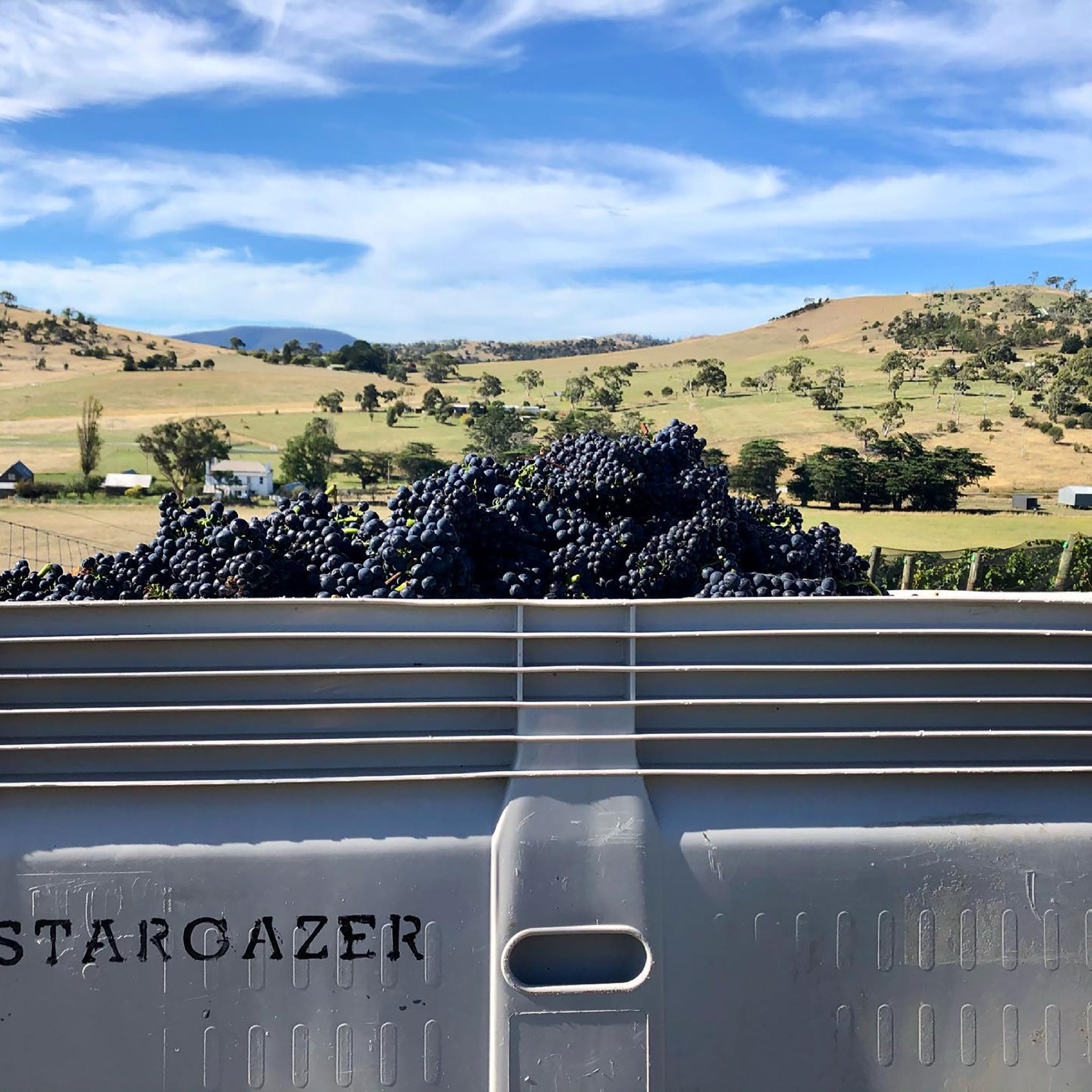 The Vineyard | Stargazer