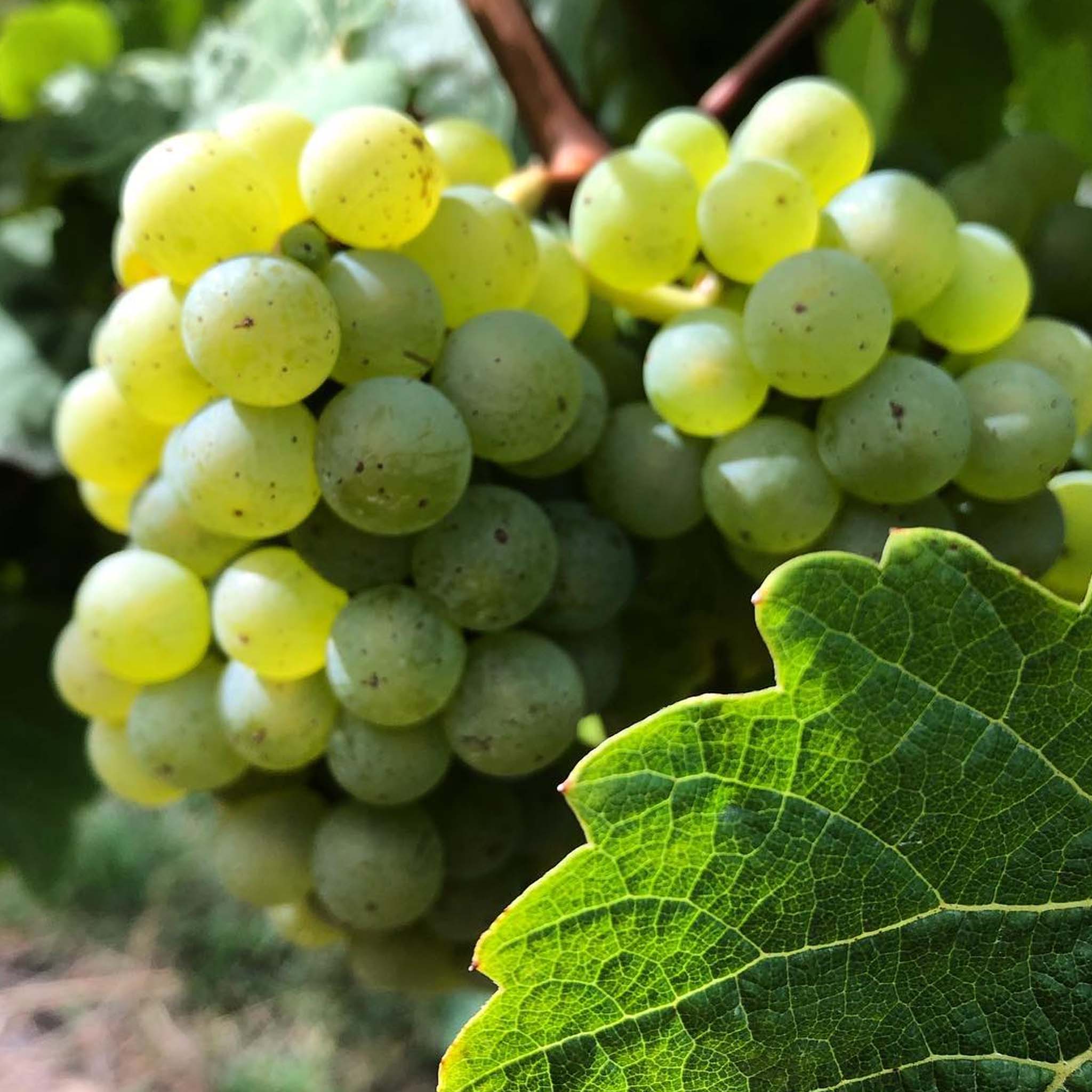 Stargazer Riesling 2025
