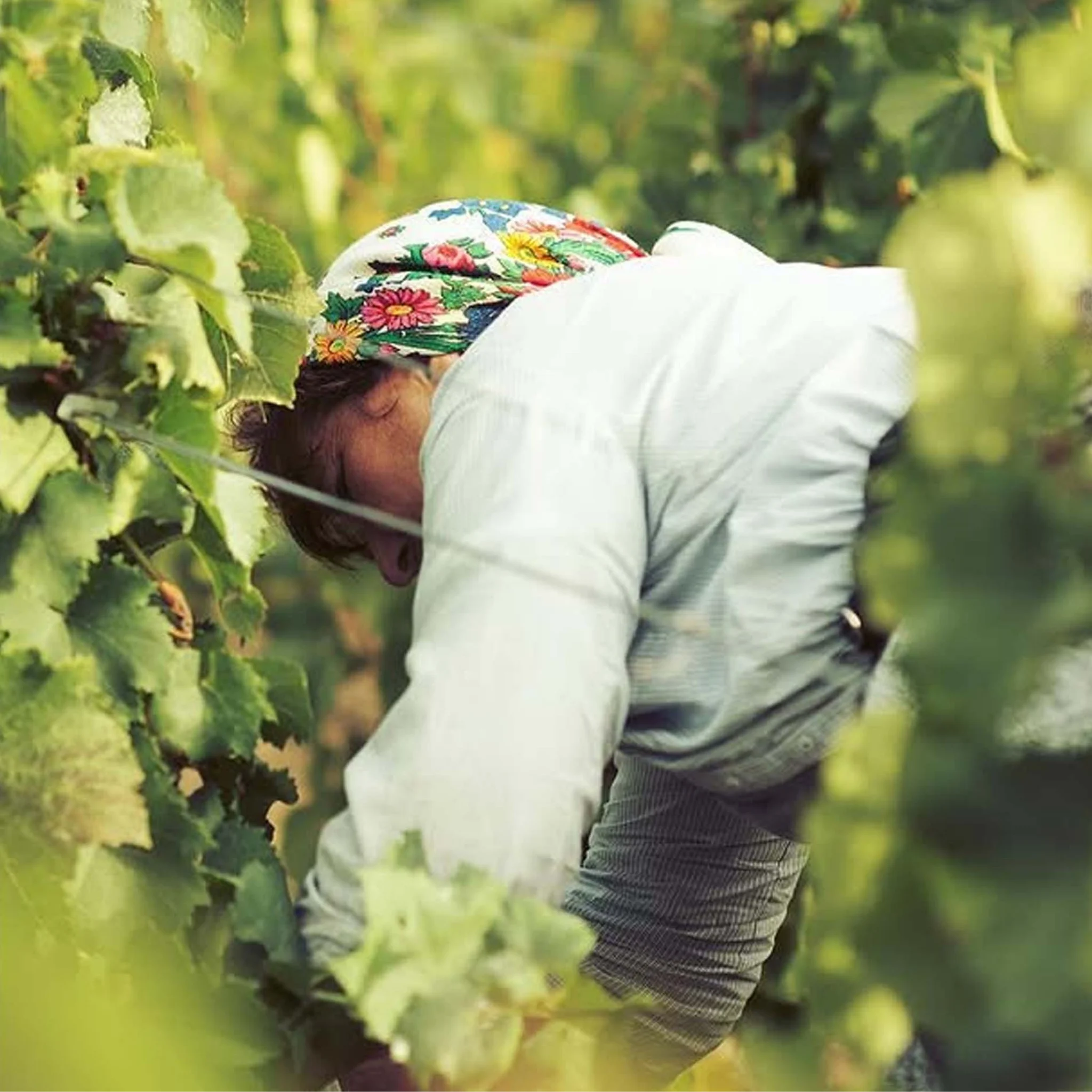 Taittinger Les Folies de la Marquetterie NV
