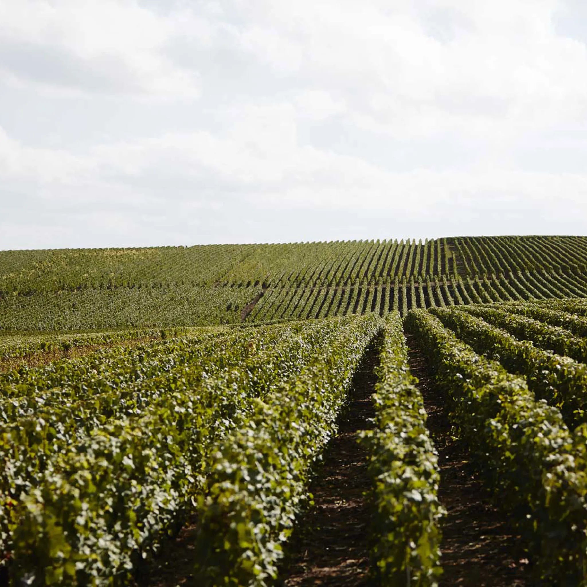 Philosophy | Taittinger