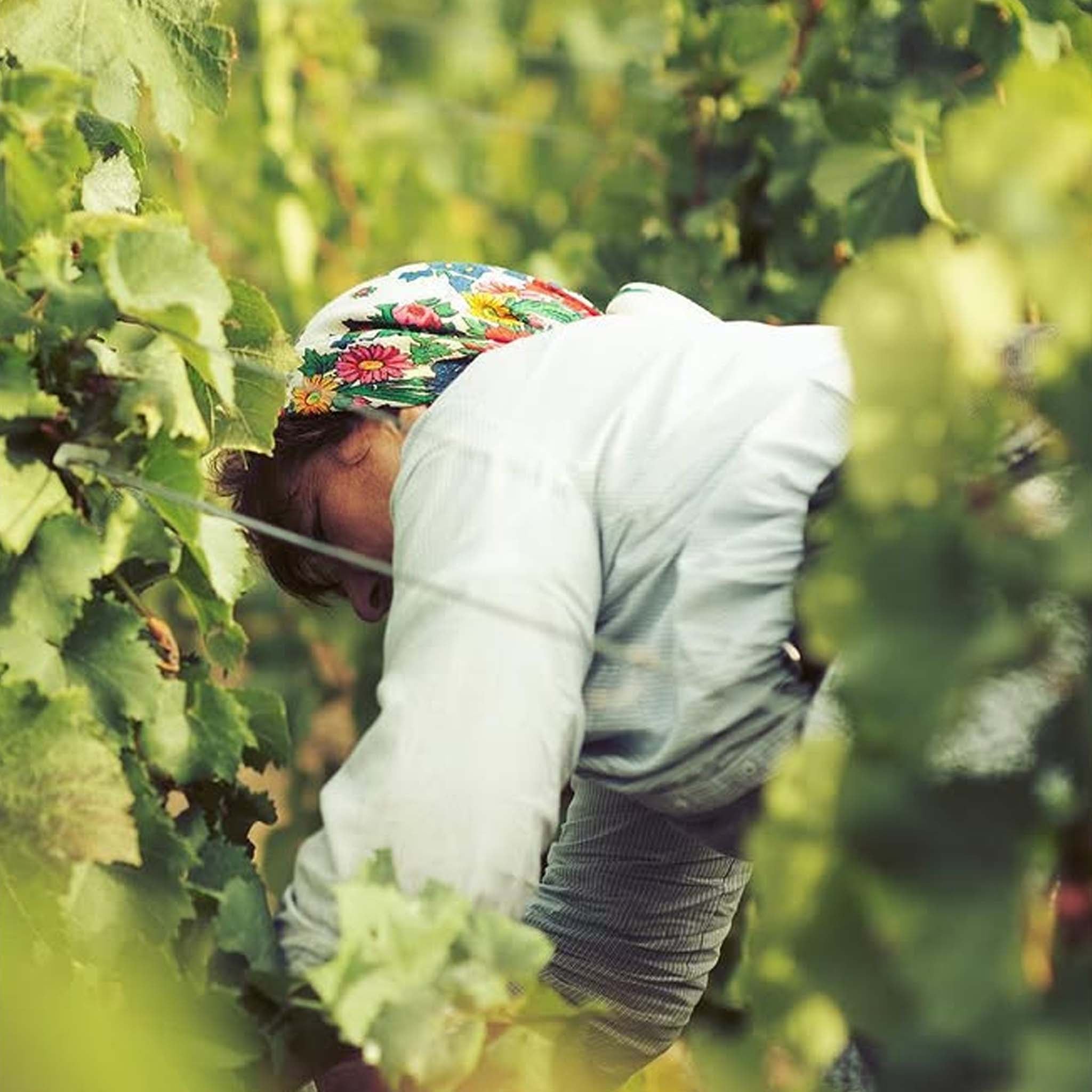 Taittinger Comtes de Champagne Blanc de Blancs 2014