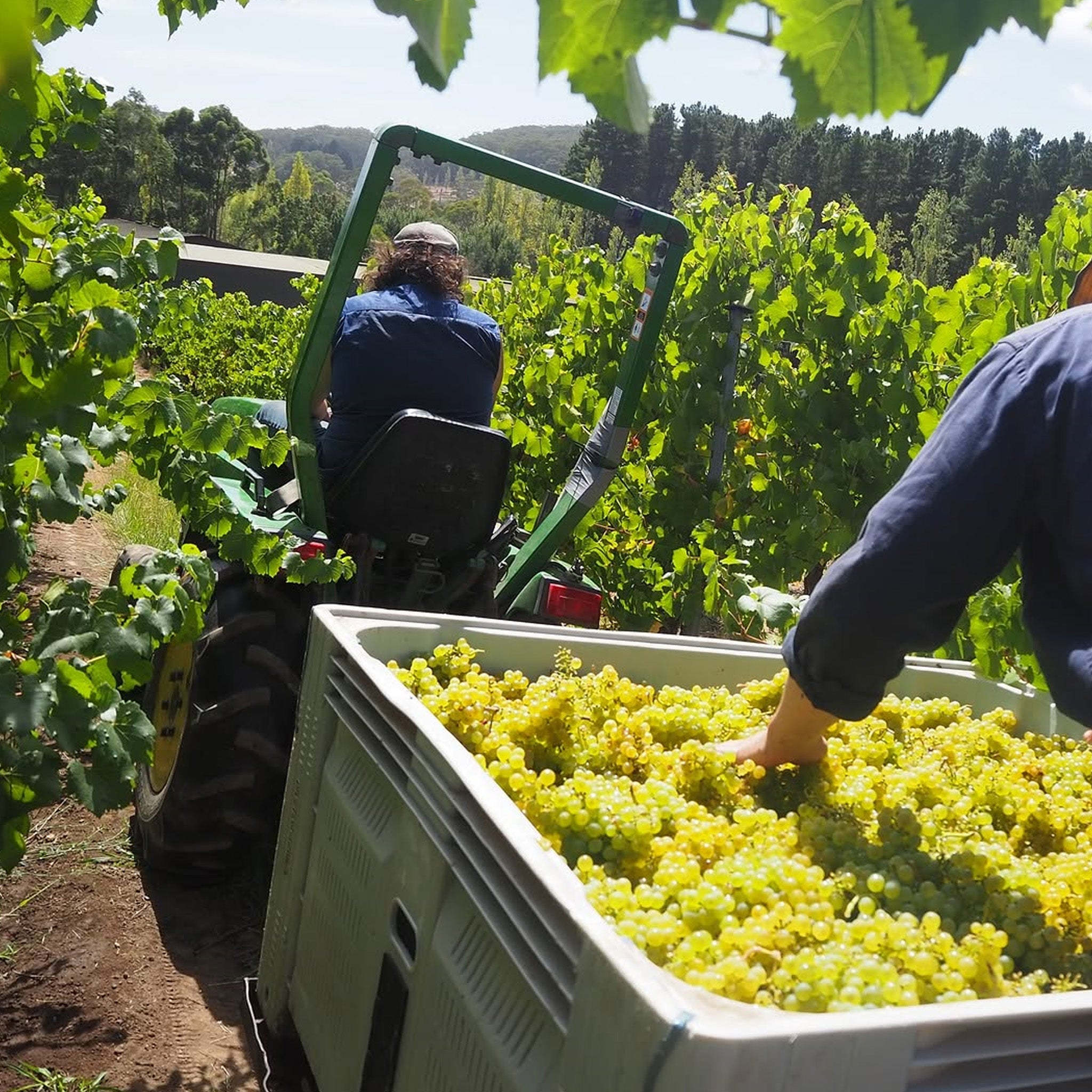 Tapanappa Tiers Vineyard 1.5m Chardonnay 2024