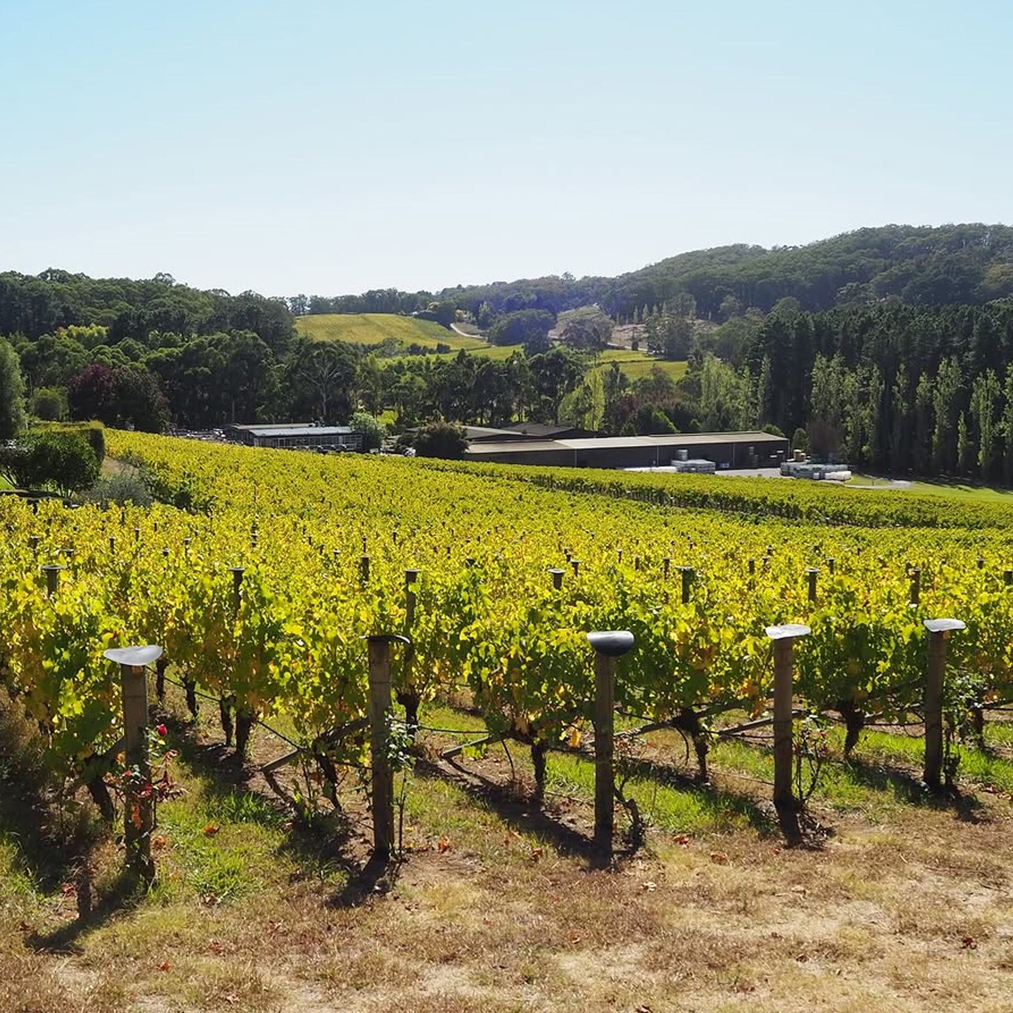 Tapanappa Piccadilly Valley Chardonnay 2024