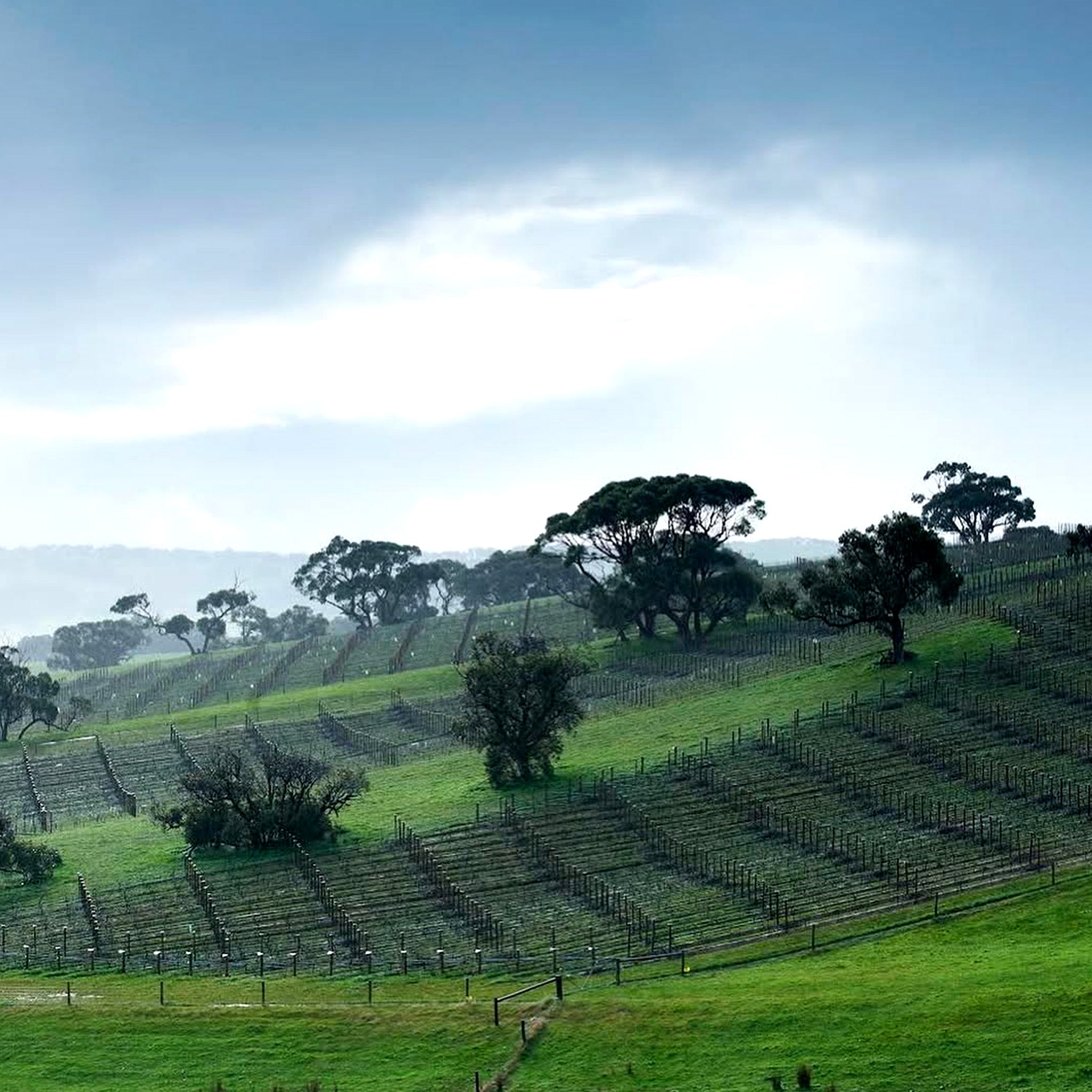 Tapanappa Foggy Hill Vineyard Pinot Noir 2023