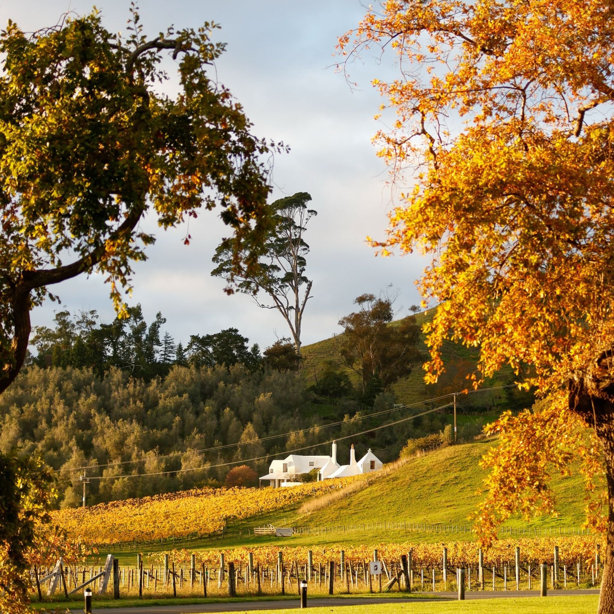 Te Mata Cape Crest Sauvignon Blanc 2023