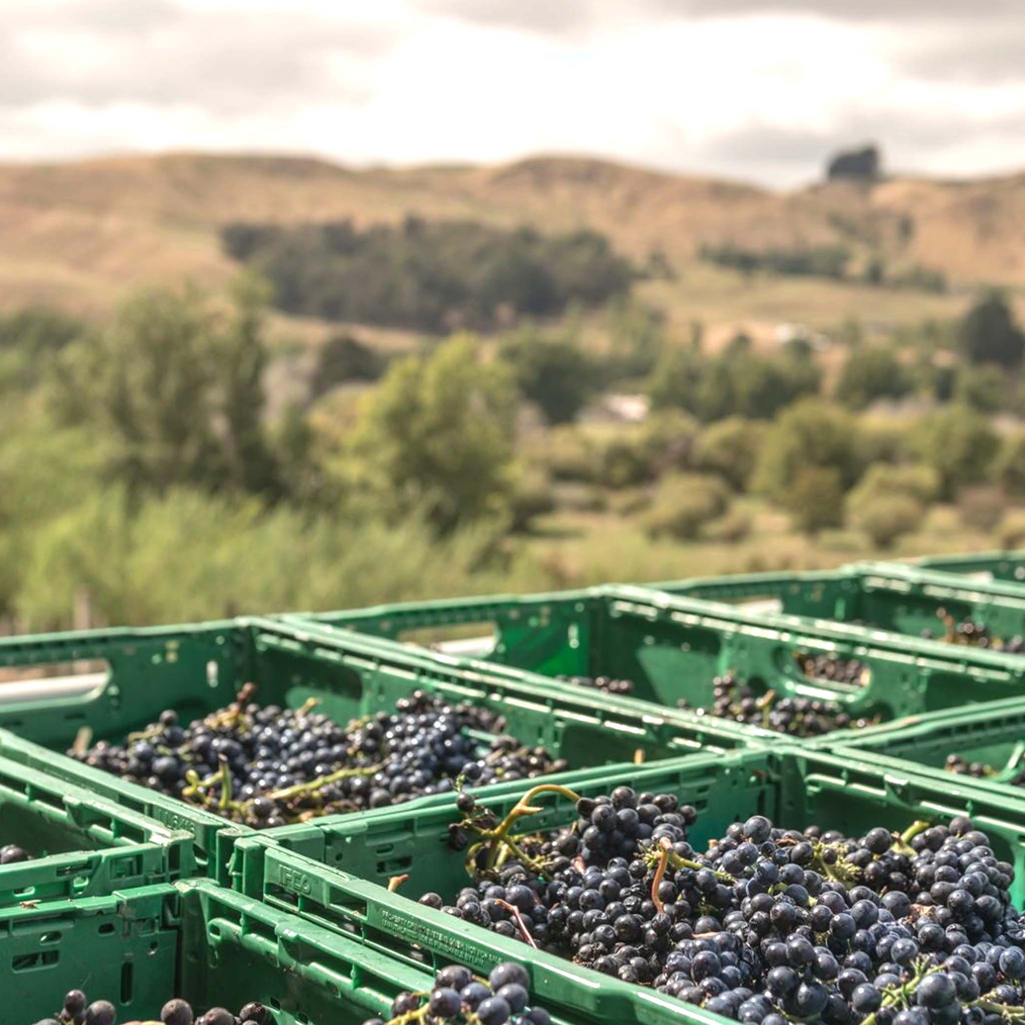 Te Kairanga Estate Pinot Noir 2024