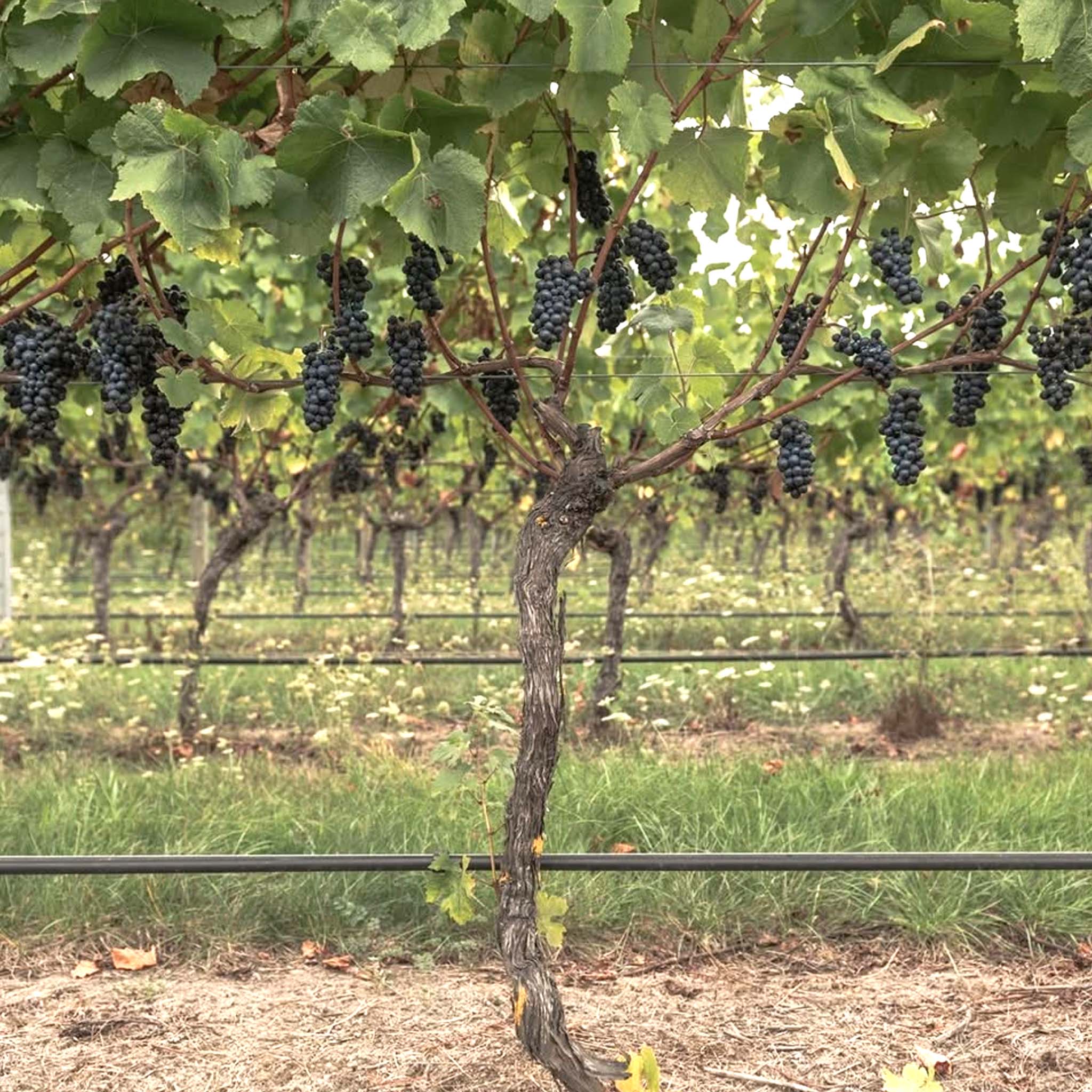 Te Kairanga Estate Pinot Noir 2024