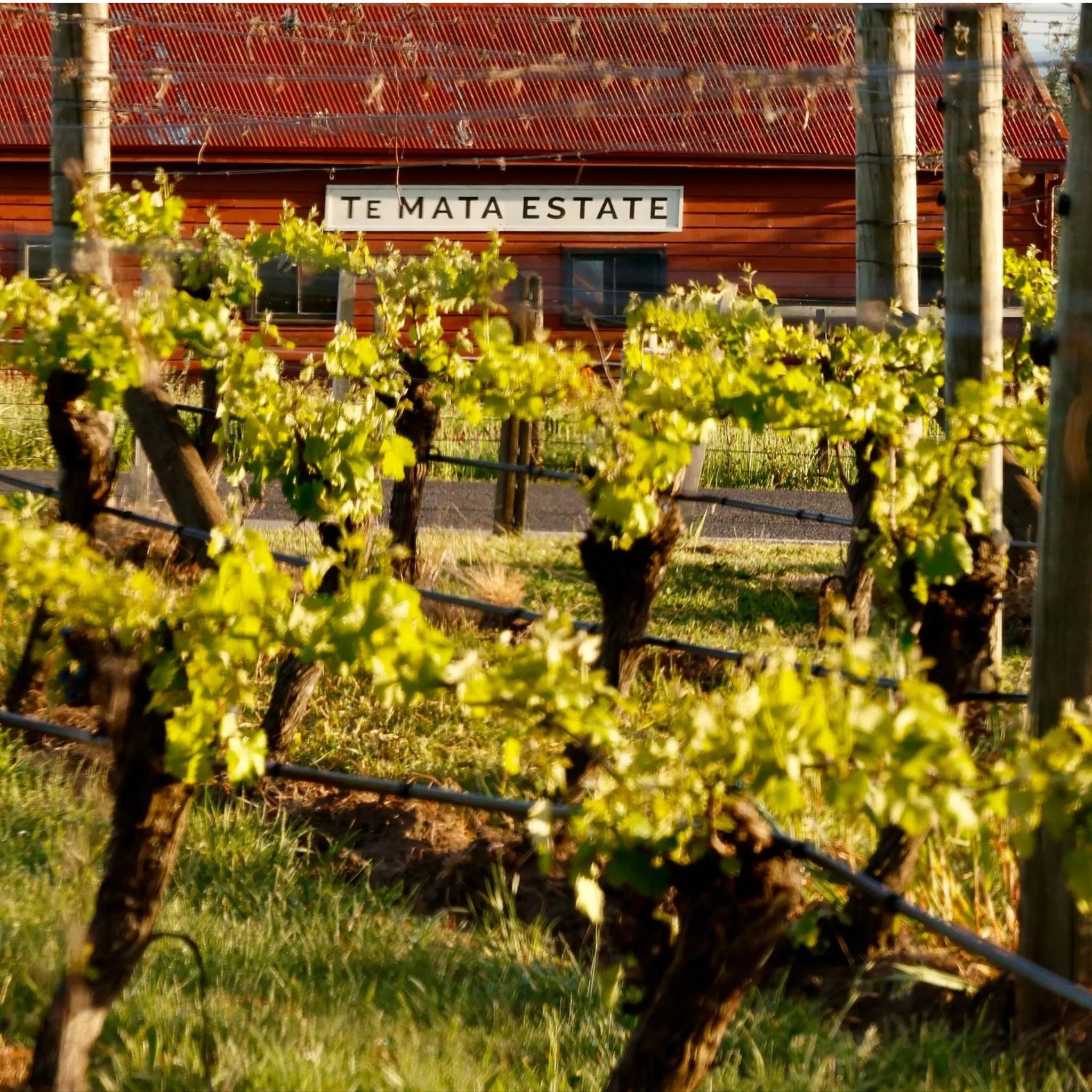 Te Mata Coleraine Cabernet Merlot 2024