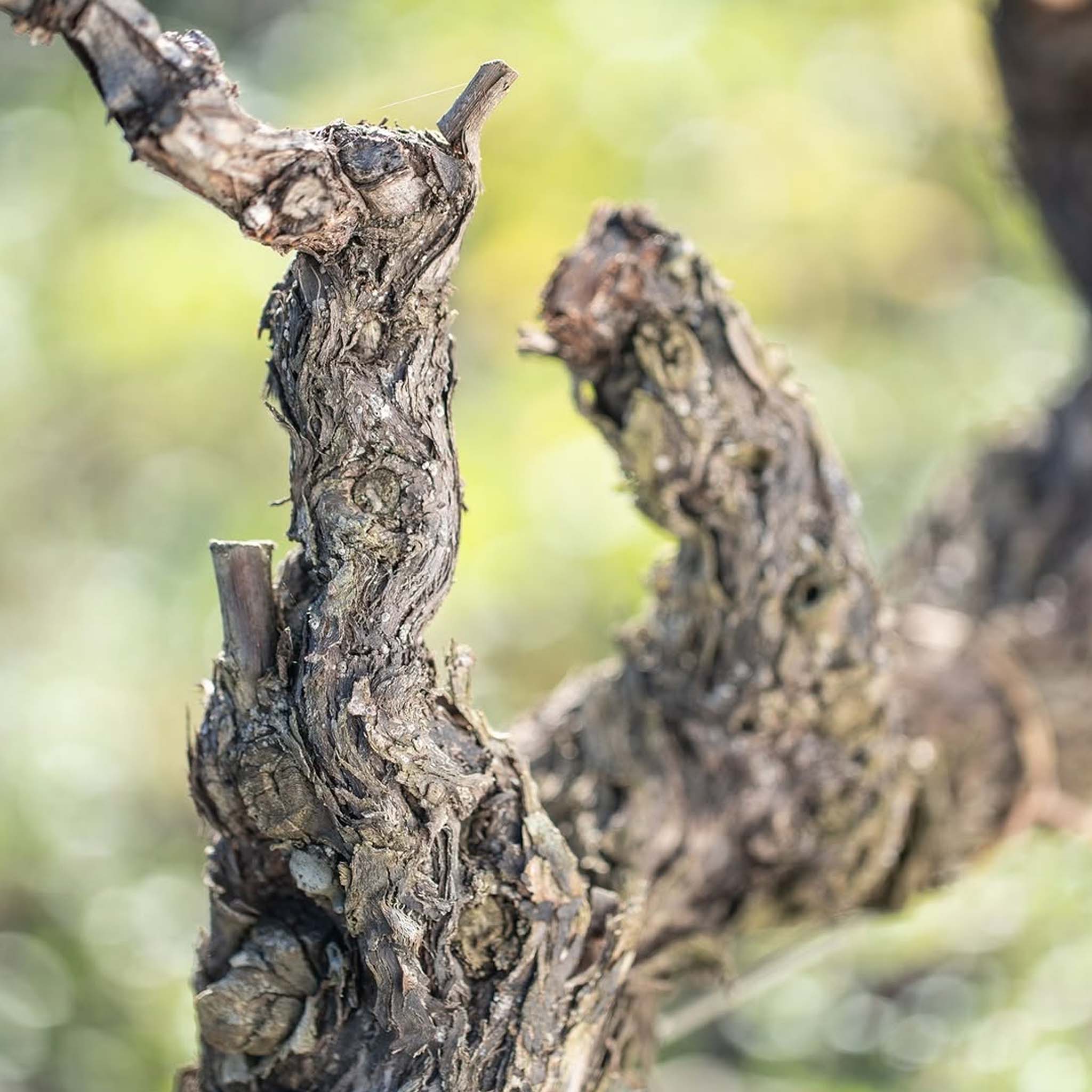 Tenuta San Guido Sassicaia DOC 2022