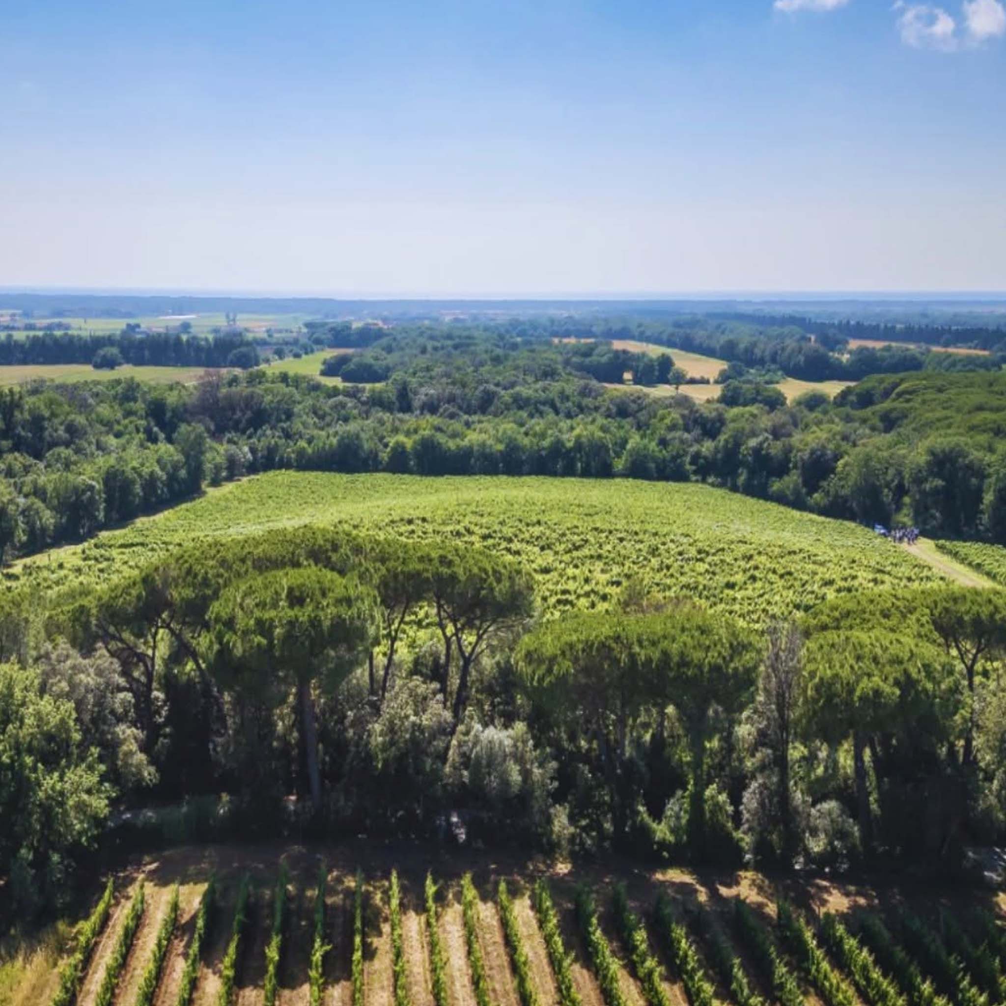 Tenuta San Guido Sassicaia DOC 2022