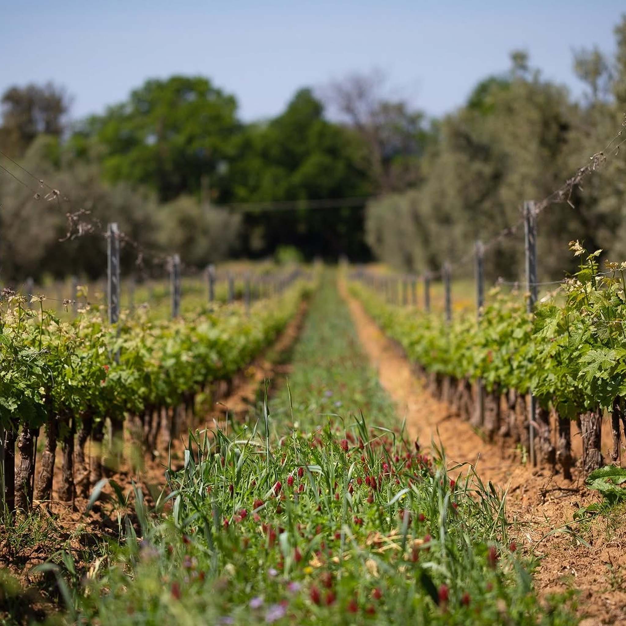 Tenuta San Guido Le Difese IGT 2023